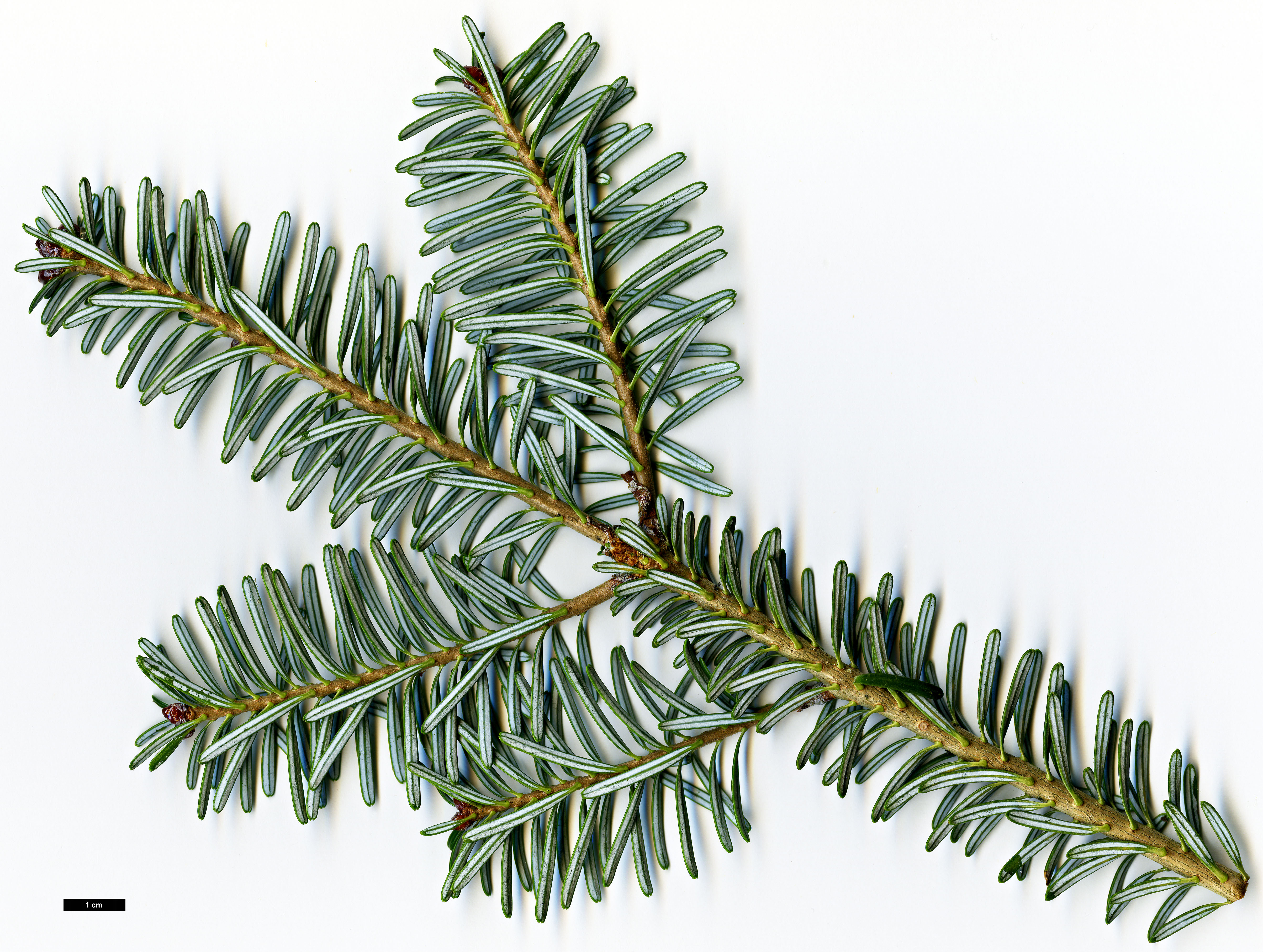 High resolution image: Family: Pinaceae - Genus: Abies - Taxon: koreana