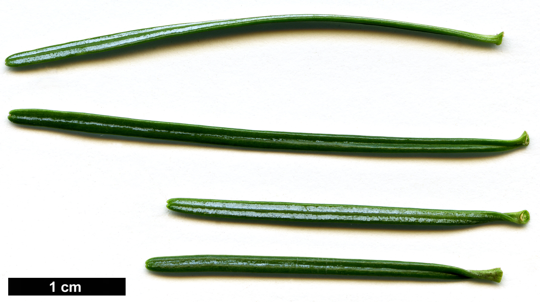 High resolution image: Family: Pinaceae - Genus: Abies - Taxon: lasiocarpa