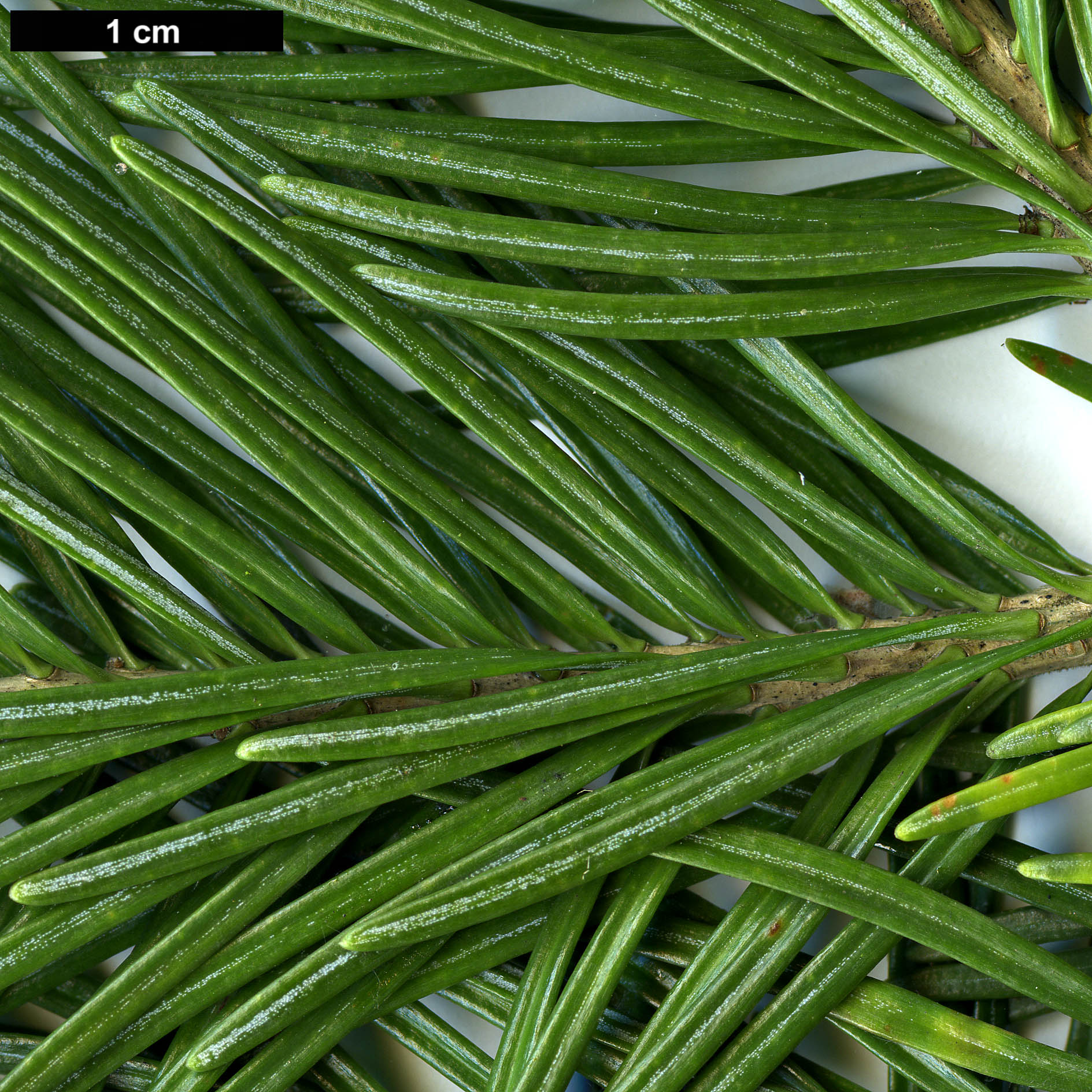 High resolution image: Family: Pinaceae - Genus: Abies - Taxon: lasiocarpa