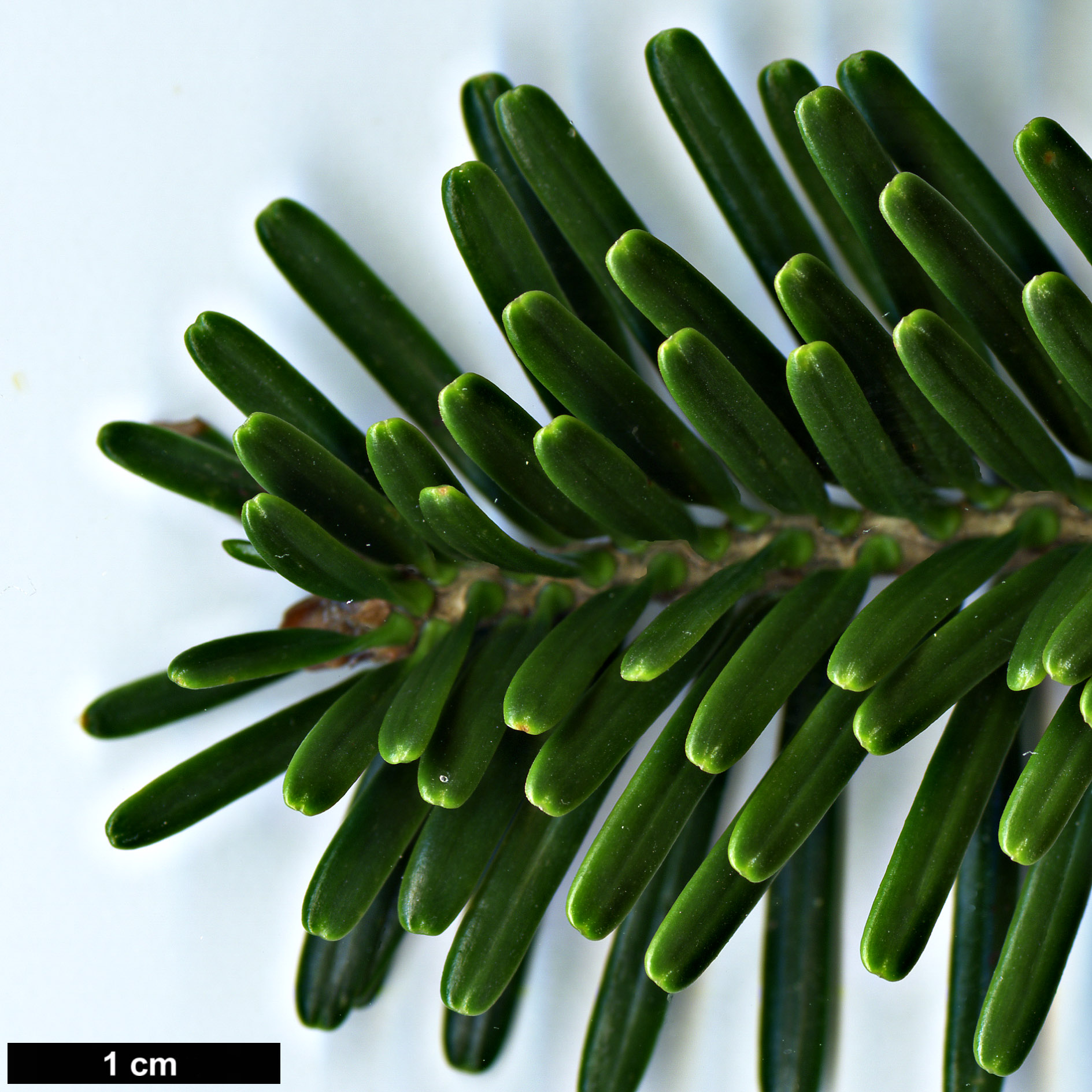 High resolution image: Family: Pinaceae - Genus: Abies - Taxon: nebrodensis
