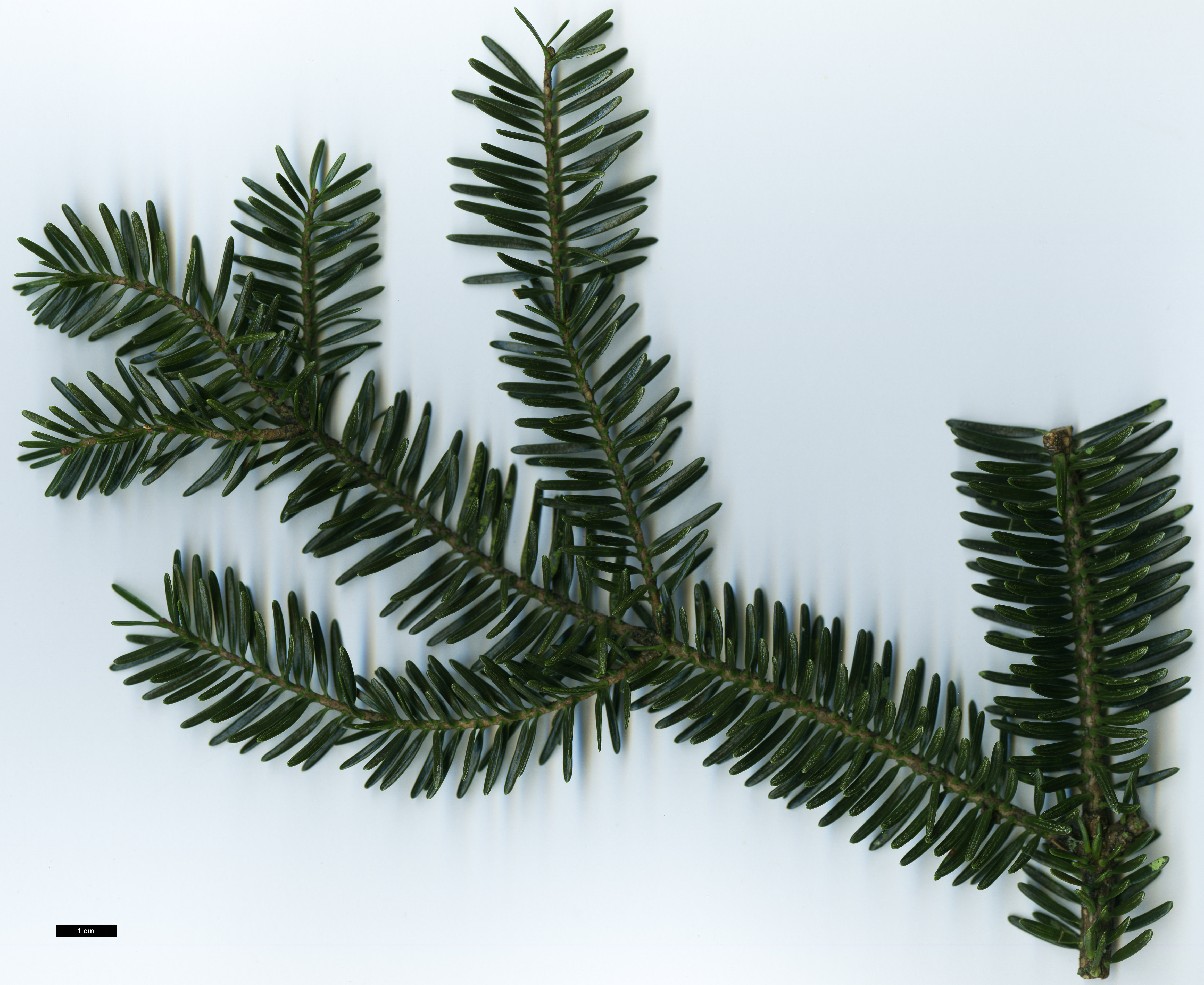High resolution image: Family: Pinaceae - Genus: Abies - Taxon: numidica