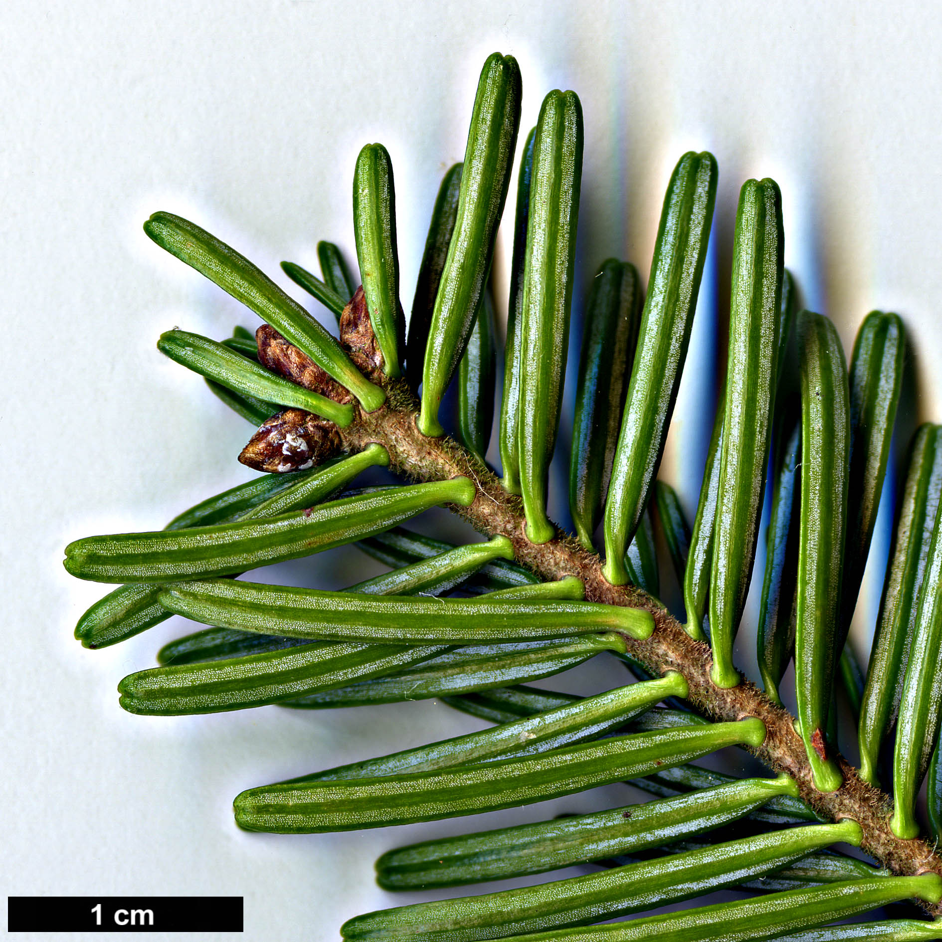 High resolution image: Family: Pinaceae - Genus: Abies - Taxon: pardei