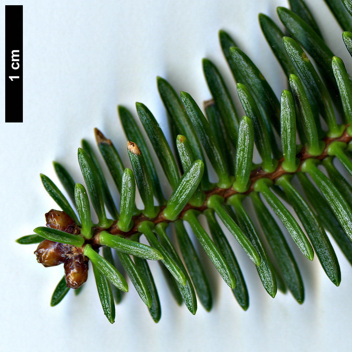 High resolution image: Family: Pinaceae - Genus: Abies - Taxon: pinsapo