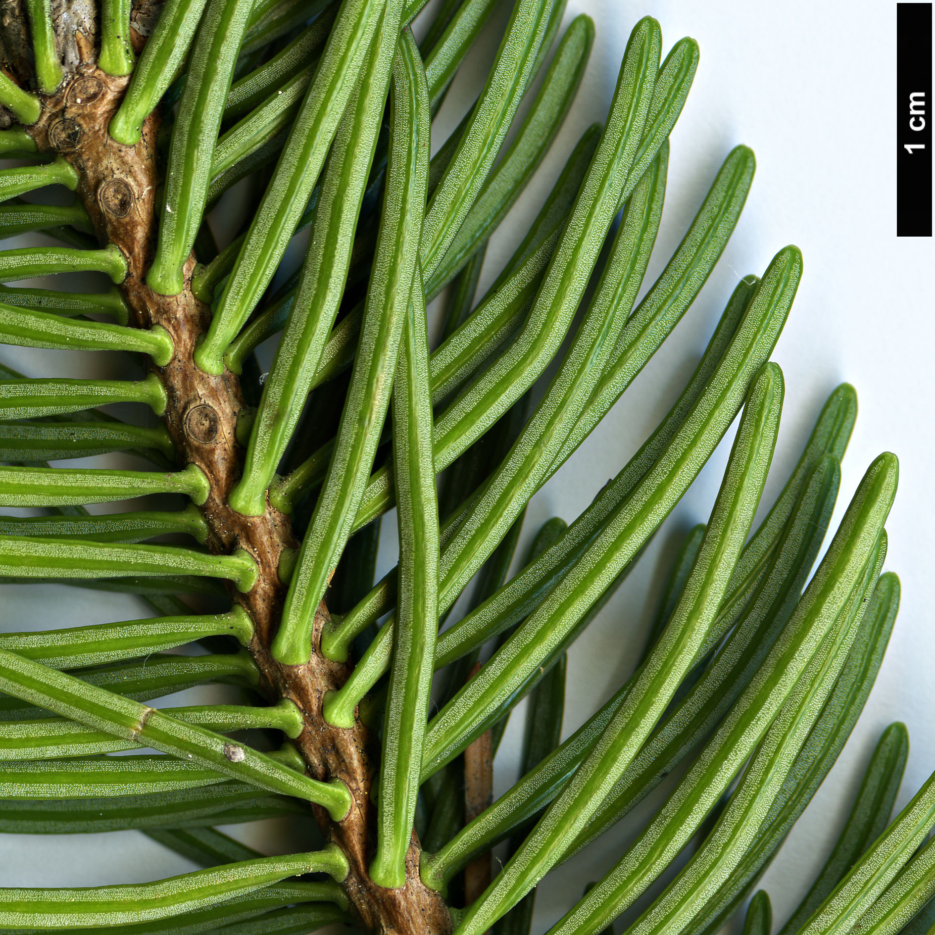 High resolution image: Family: Pinaceae - Genus: Abies - Taxon: pseudochensiensis