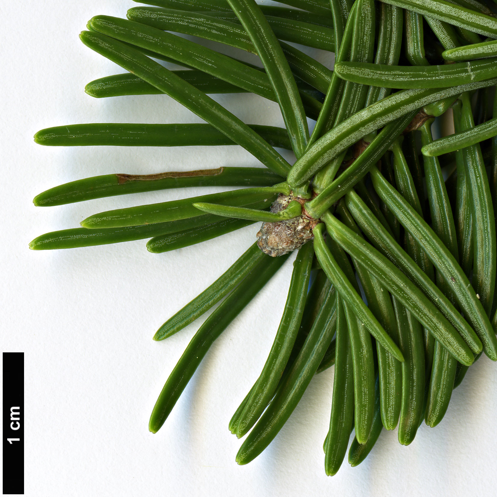 High resolution image: Family: Pinaceae - Genus: Abies - Taxon: pseudochensiensis