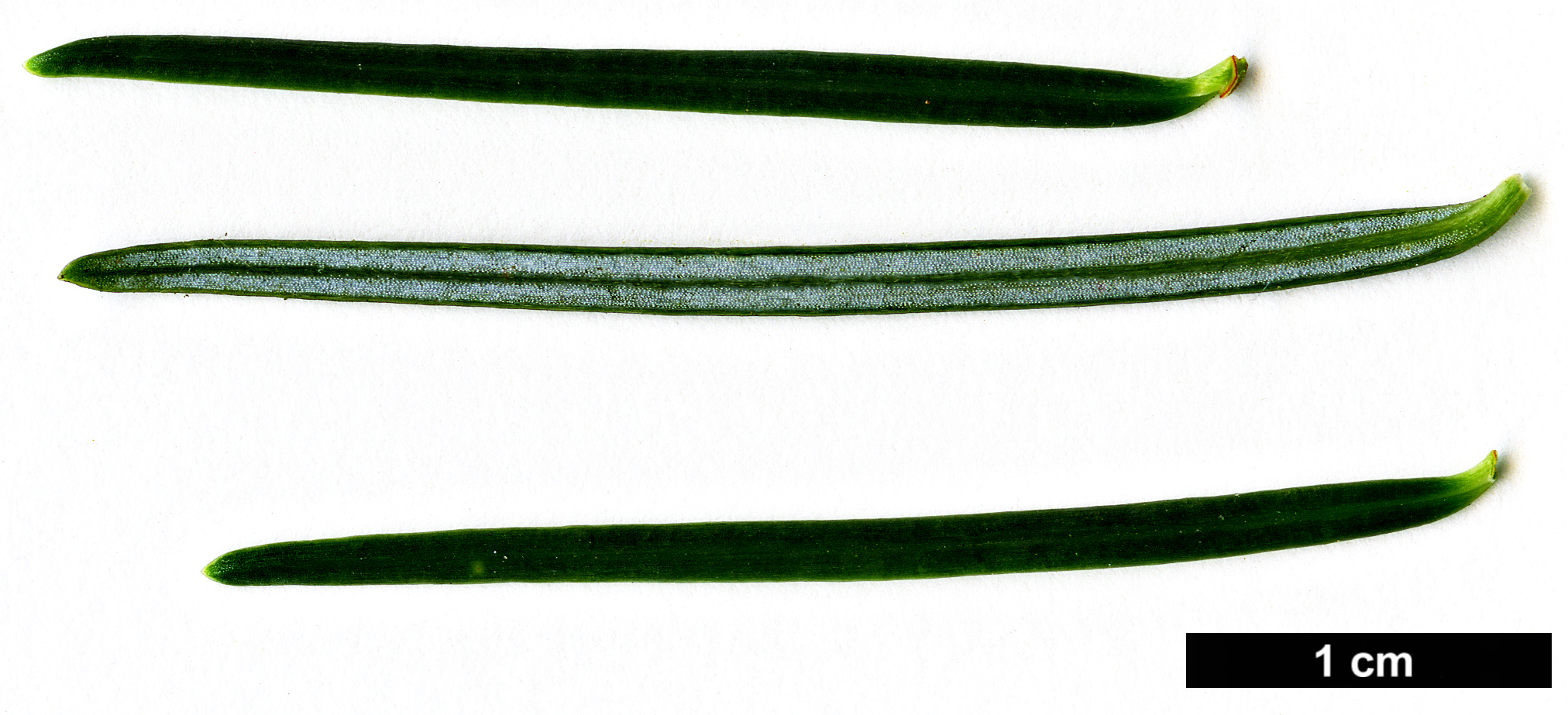 High resolution image: Family: Pinaceae - Genus: Abies - Taxon: religiosa