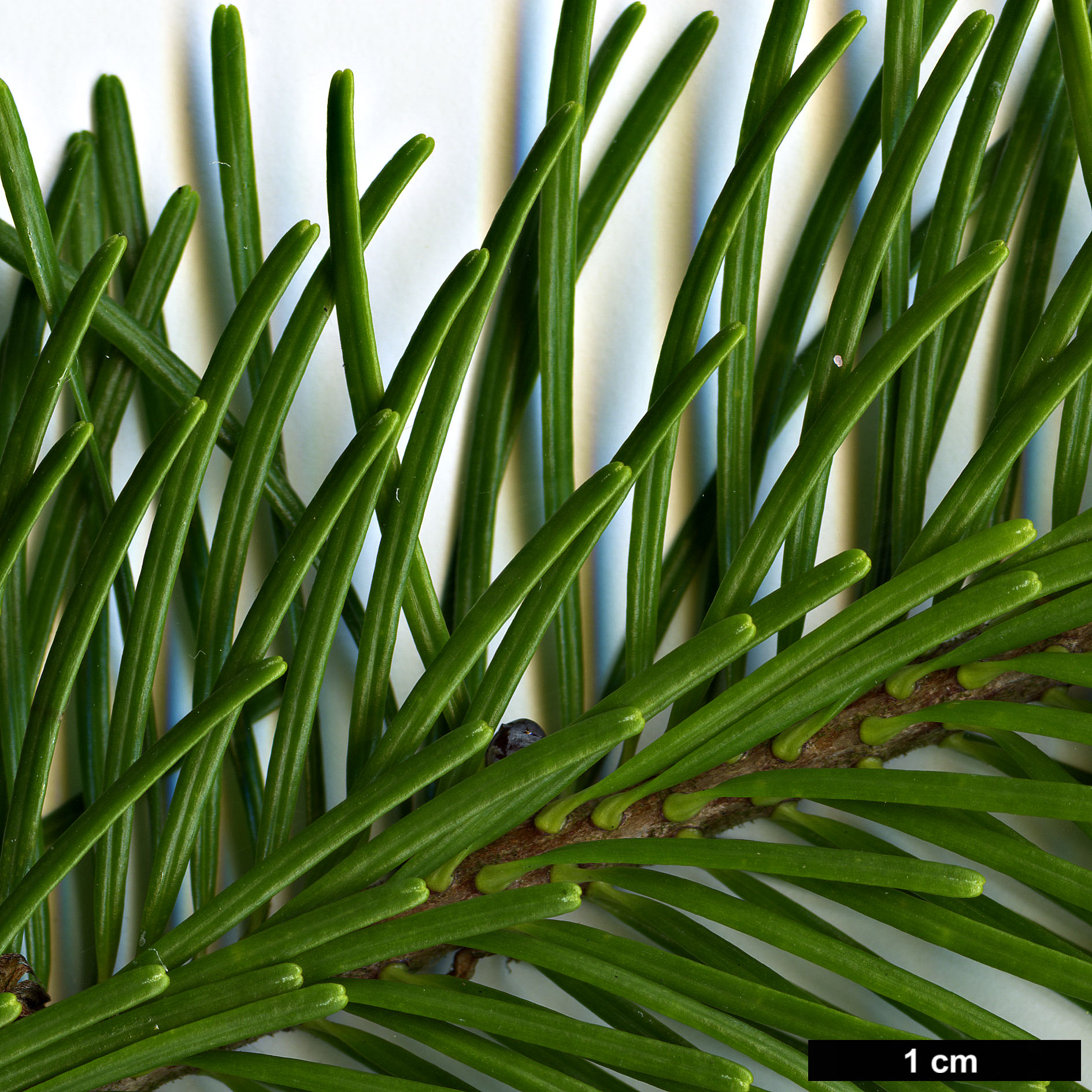 High resolution image: Family: Pinaceae - Genus: Abies - Taxon: sachalinensis