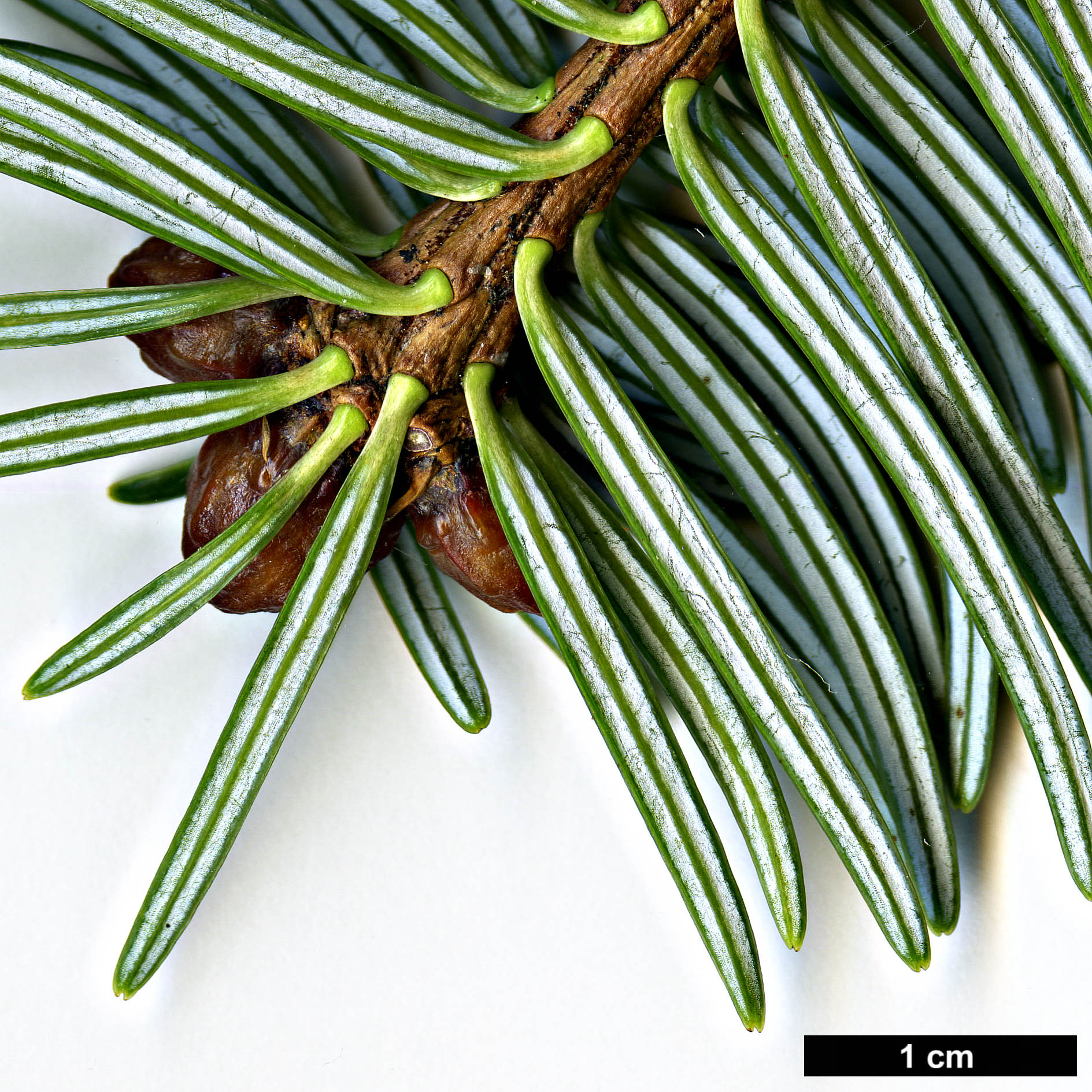 High resolution image: Family: Pinaceae - Genus: Abies - Taxon: spectabilis
