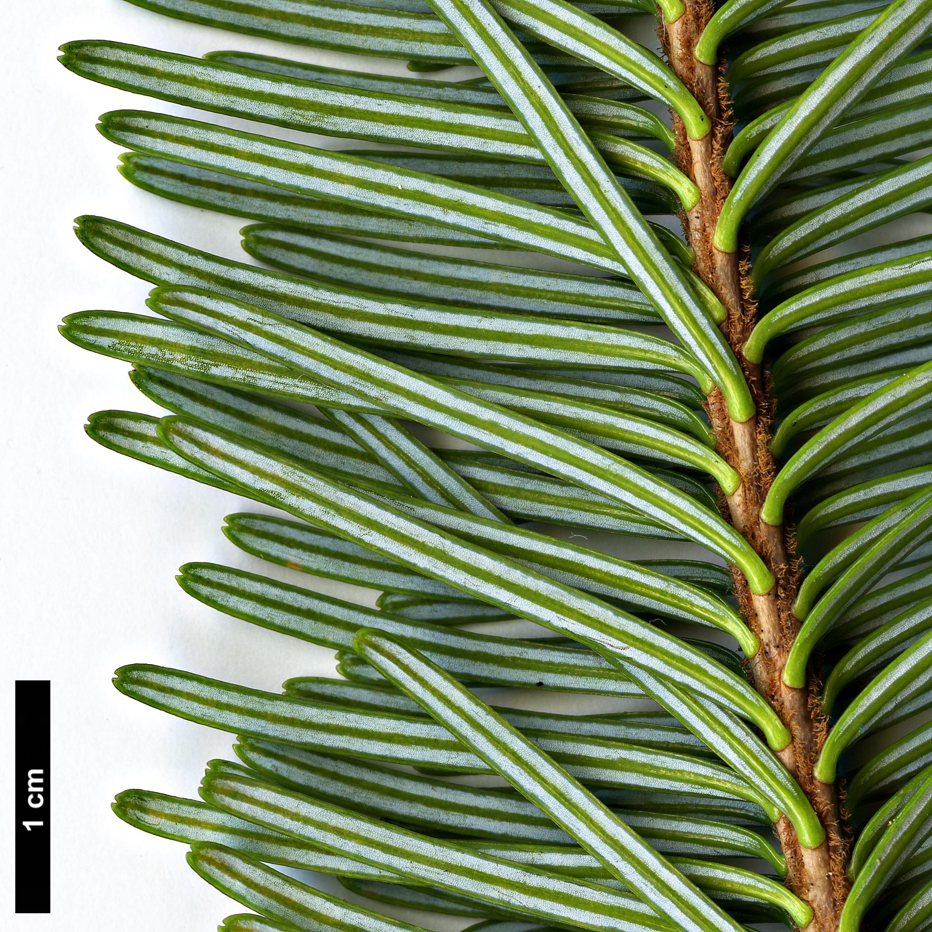 High resolution image: Family: Pinaceae - Genus: Abies - Taxon: spectabilis