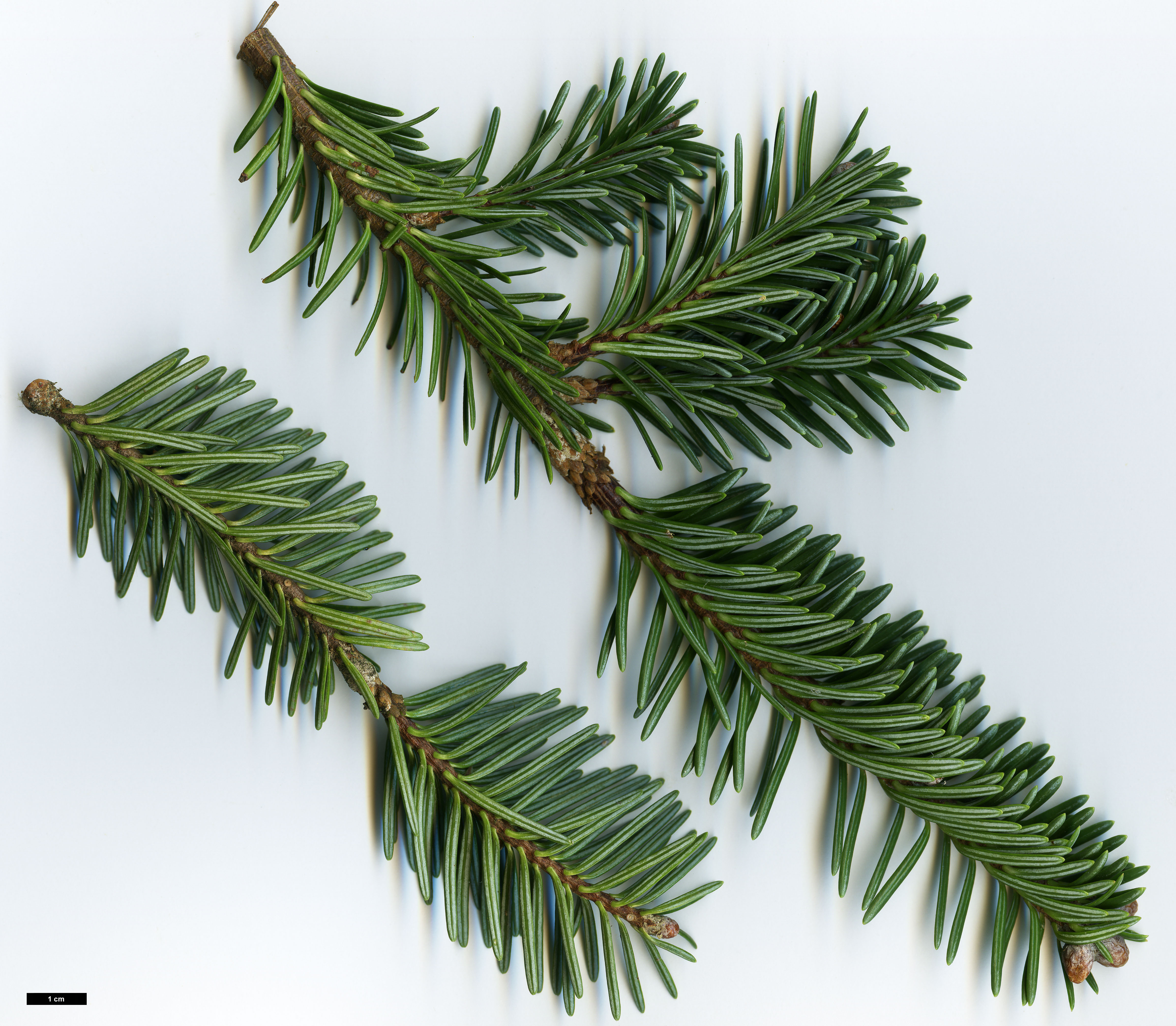 High resolution image: Family: Pinaceae - Genus: Abies - Taxon: squamata