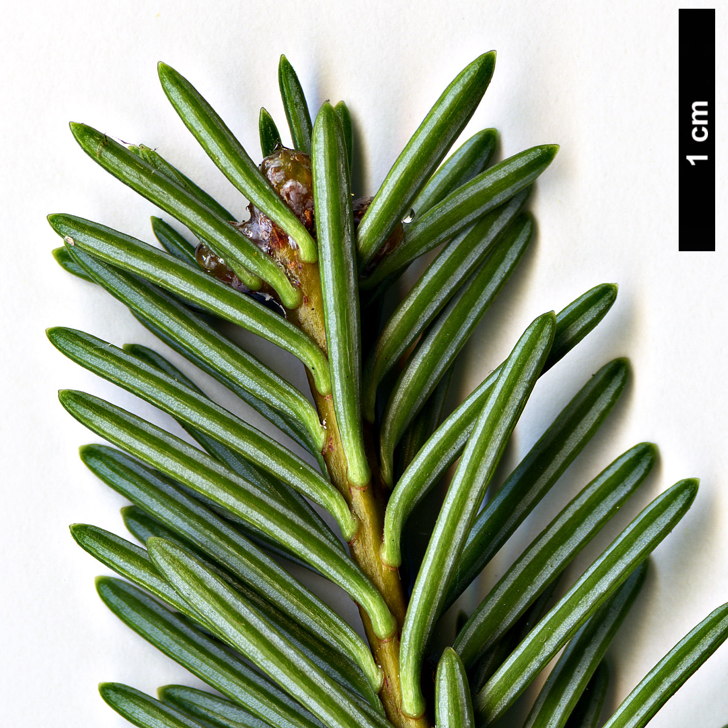 High resolution image: Family: Pinaceae - Genus: Abies - Taxon: vejarii