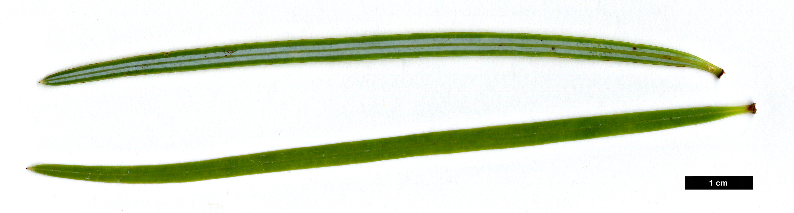 High resolution image: Family: Pinaceae - Genus: Cathaya - Taxon: argyrophylla