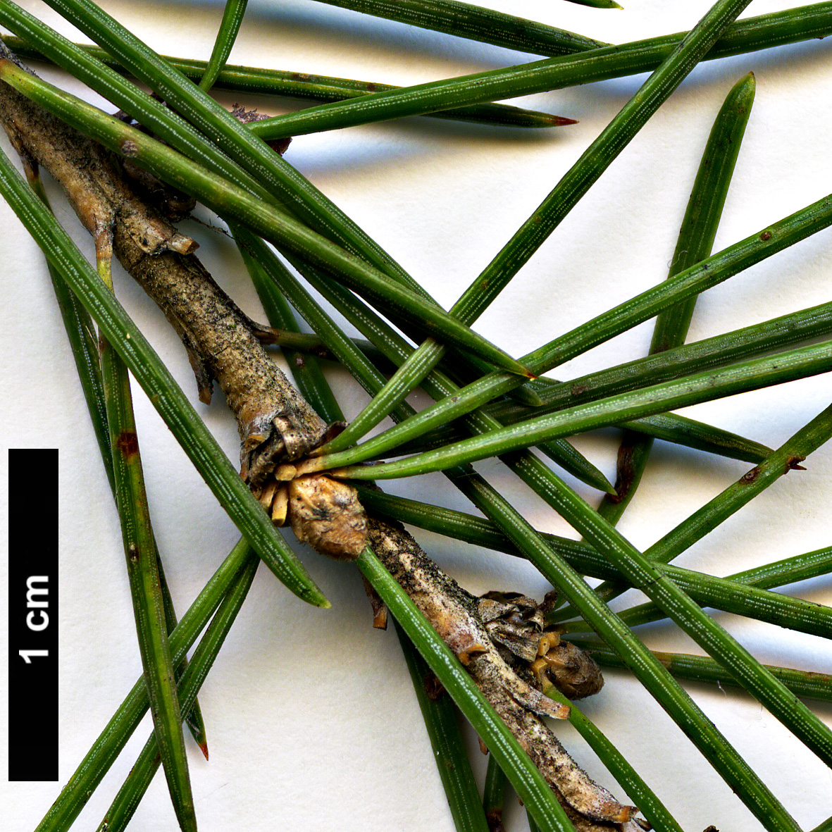High resolution image: Family: Pinaceae - Genus: Cedrus - Taxon: deodara