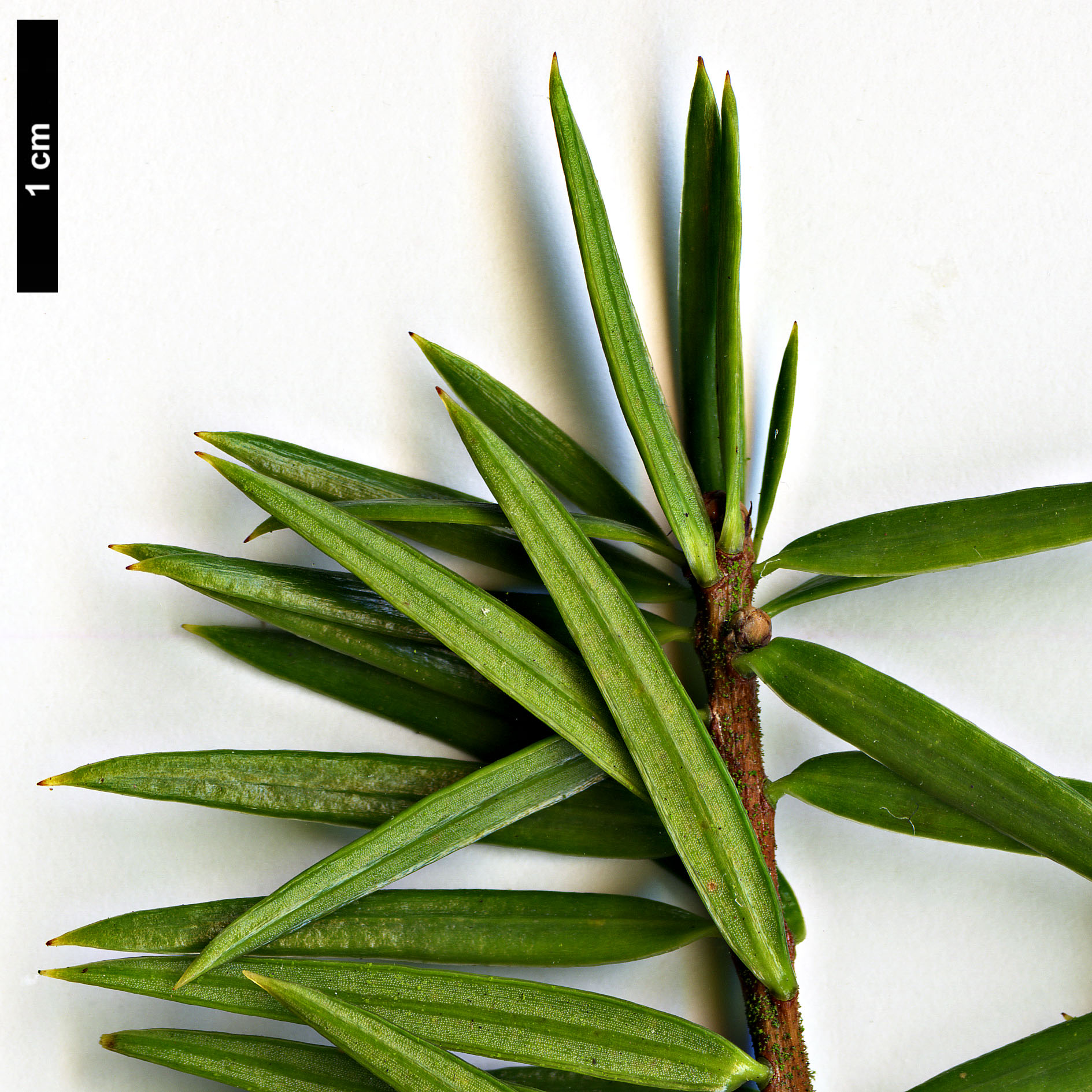 High resolution image: Family: Pinaceae - Genus: Keteleeria - Taxon: fortunei