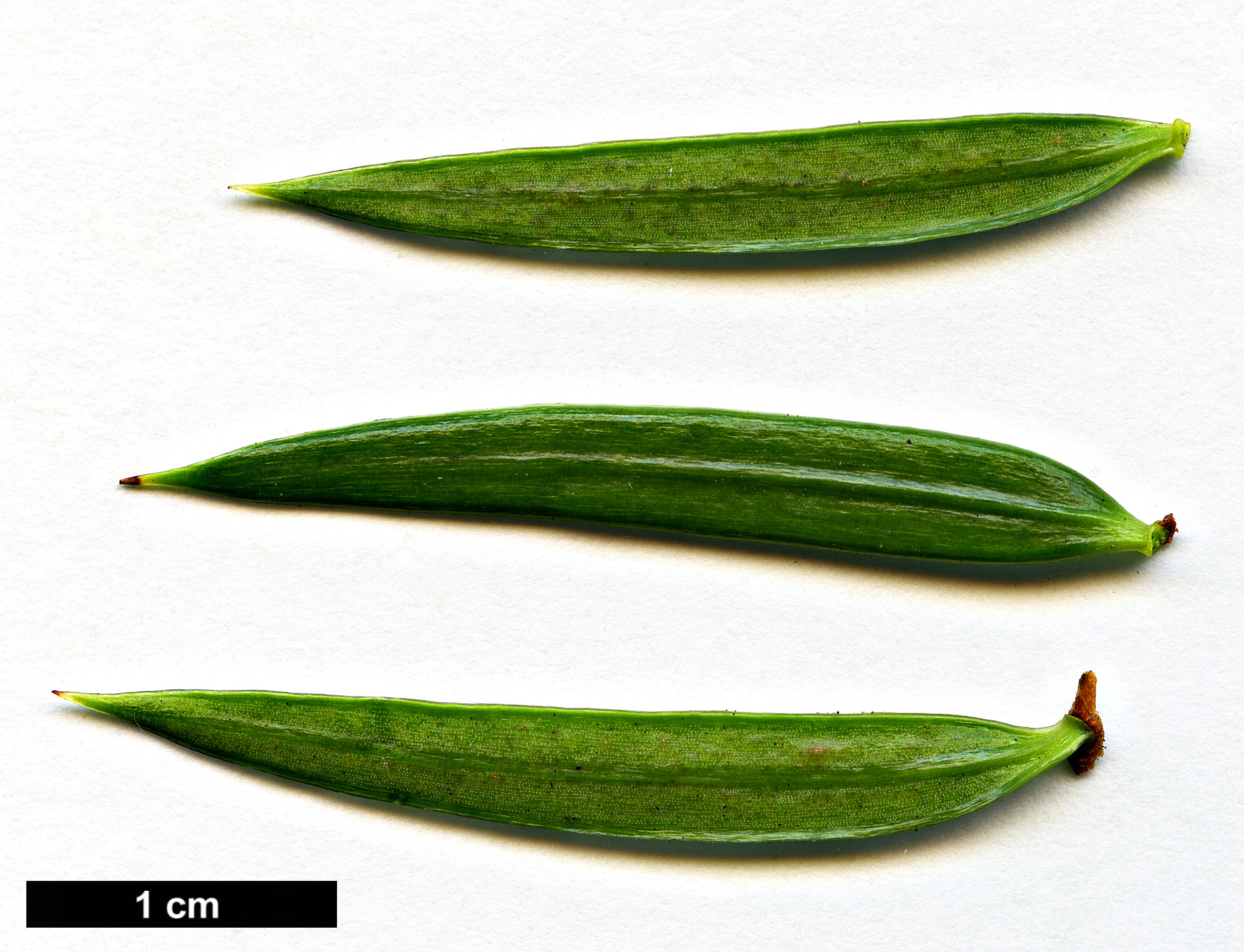 High resolution image: Family: Pinaceae - Genus: Keteleeria - Taxon: fortunei