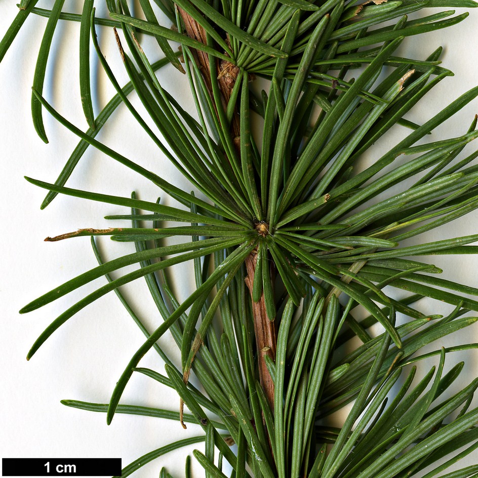 High resolution image: Family: Pinaceae - Genus: Larix - Taxon: cajanderi