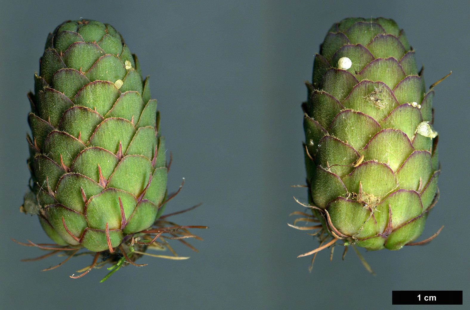 High resolution image: Family: Pinaceae - Genus: Larix - Taxon: decidua