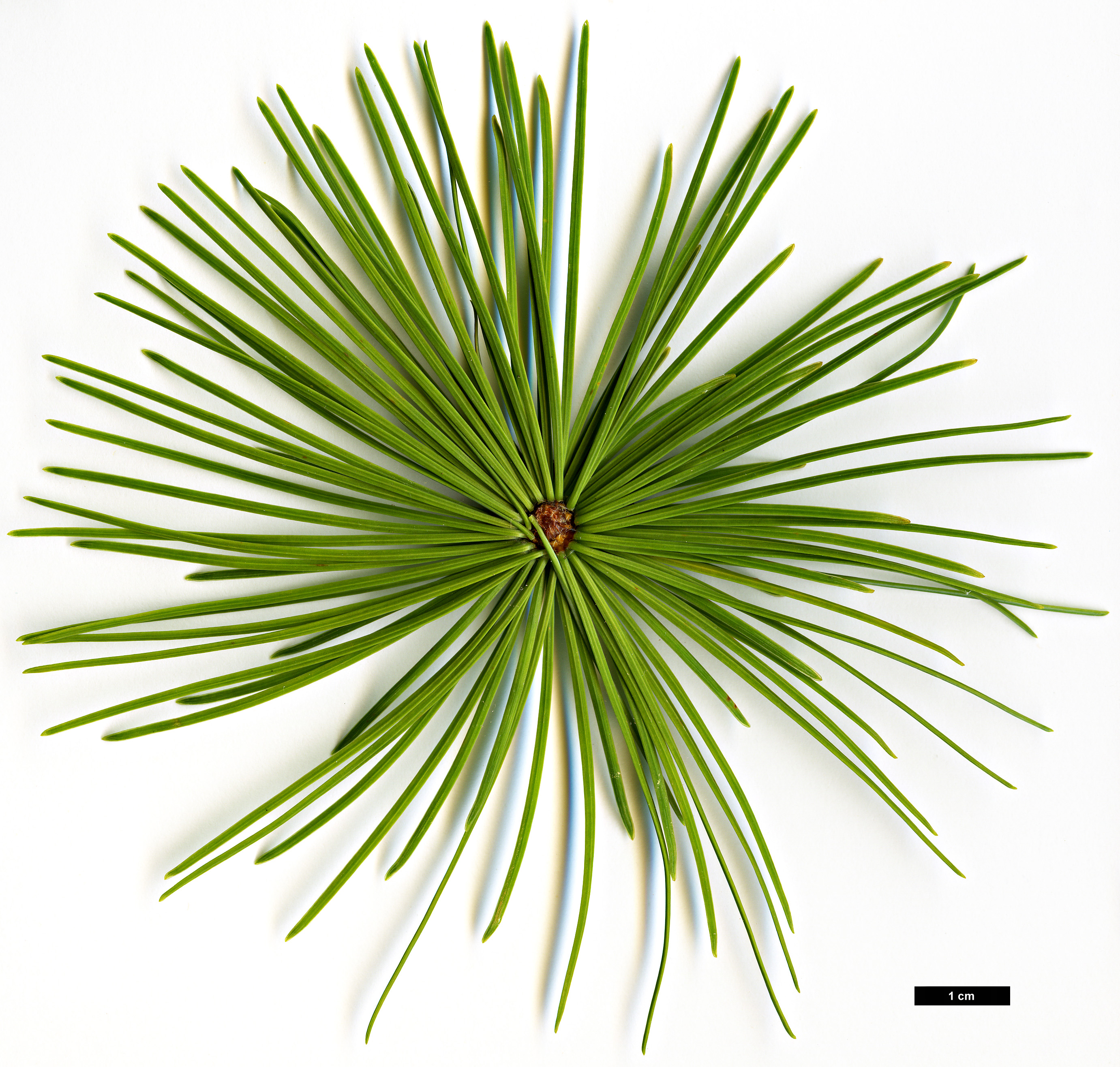 High resolution image: Family: Pinaceae - Genus: Larix - Taxon: griffithii
