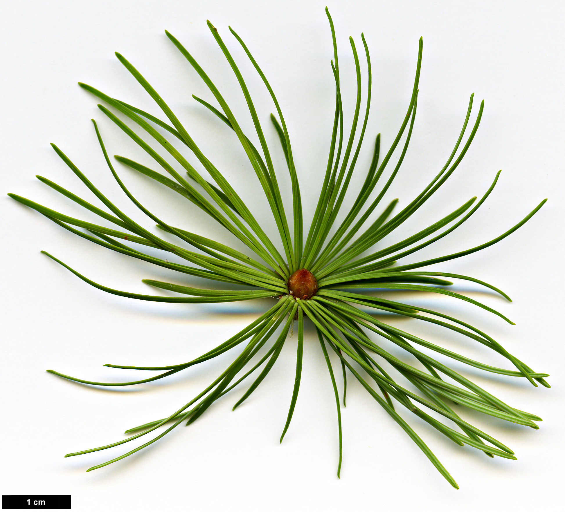 High resolution image: Family: Pinaceae - Genus: Larix - Taxon: griffithii