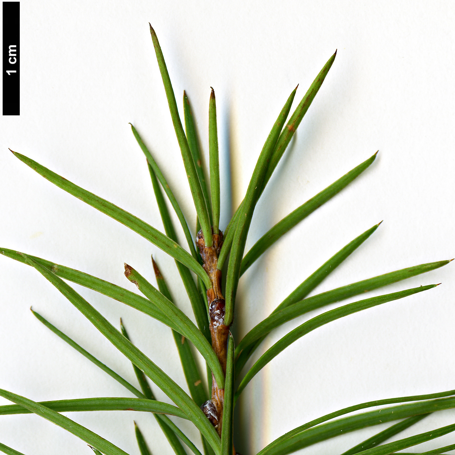 High resolution image: Family: Pinaceae - Genus: Larix - Taxon: kaempferi