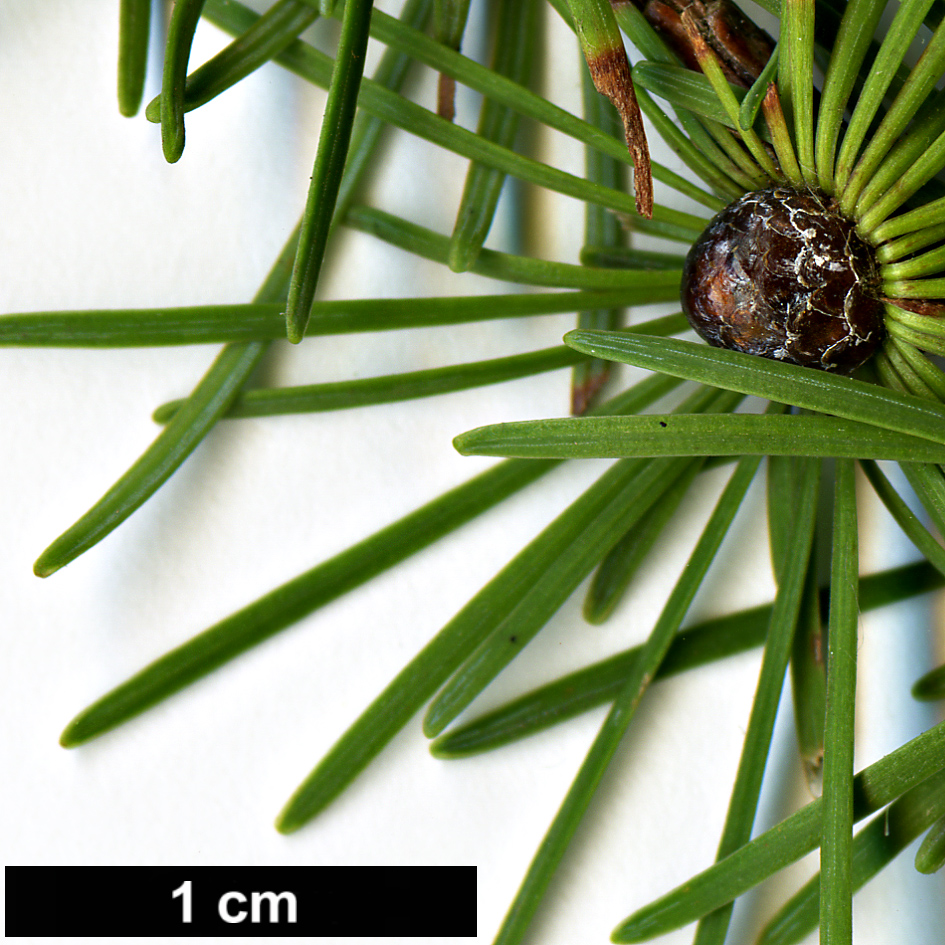 High resolution image: Family: Pinaceae - Genus: Larix - Taxon: kaempferi