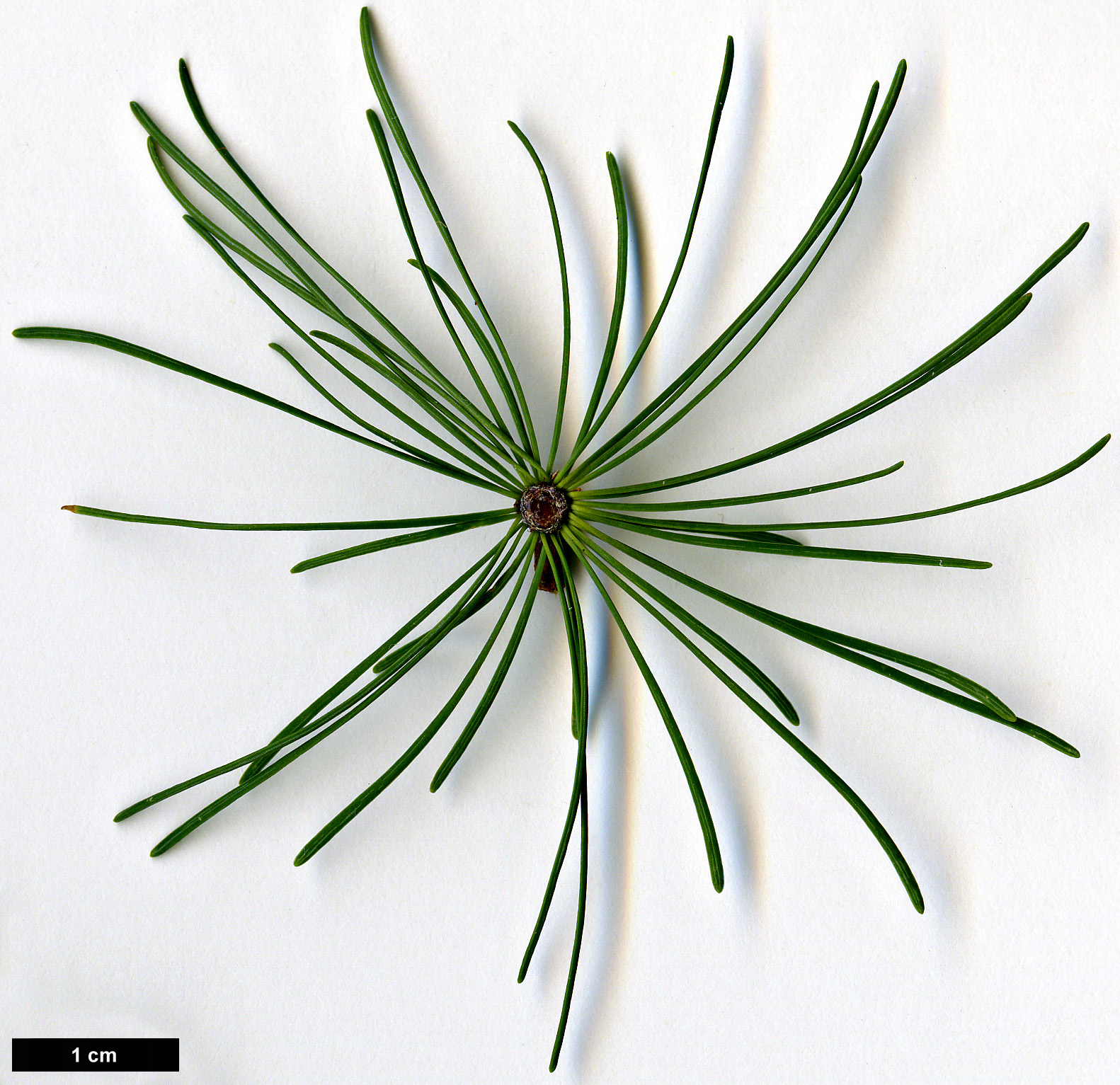 High resolution image: Family: Pinaceae - Genus: Larix - Taxon: laricina