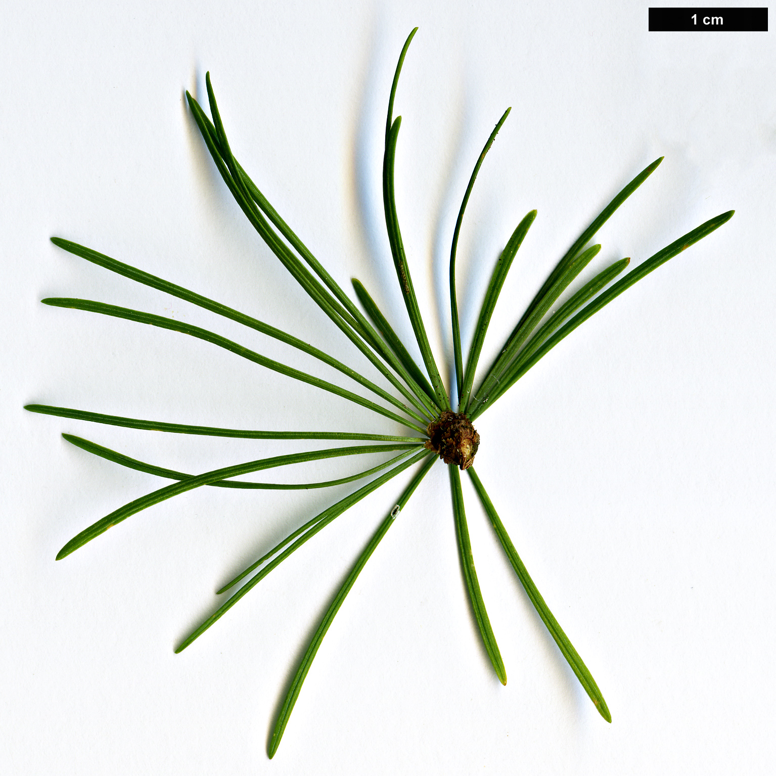 High resolution image: Family: Pinaceae - Genus: Larix - Taxon: occidentalis