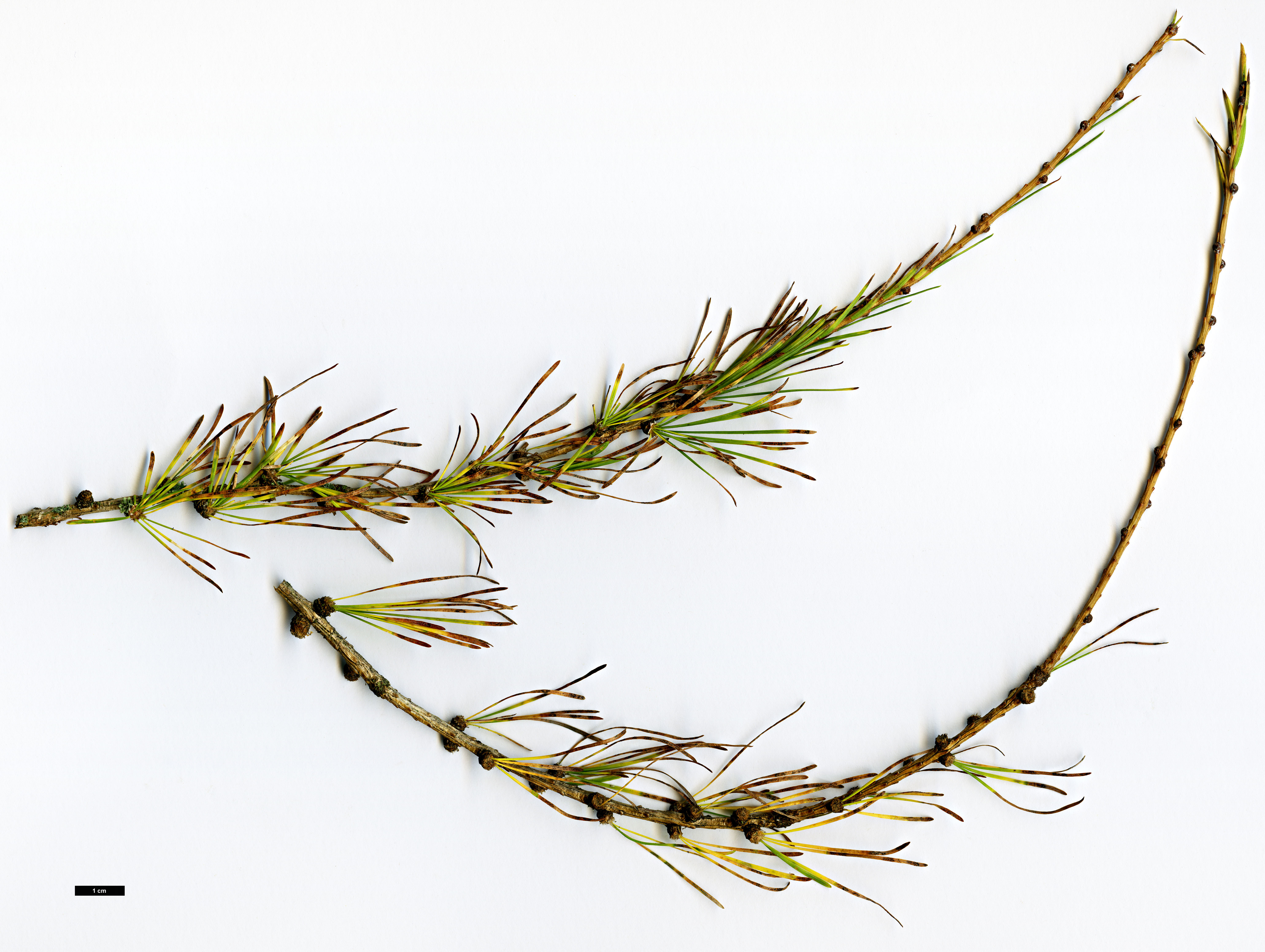 High resolution image: Family: Pinaceae - Genus: Larix - Taxon: sibirica