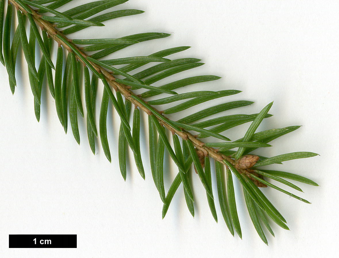 High resolution image: Family: Pinaceae - Genus: Picea - Taxon: abies