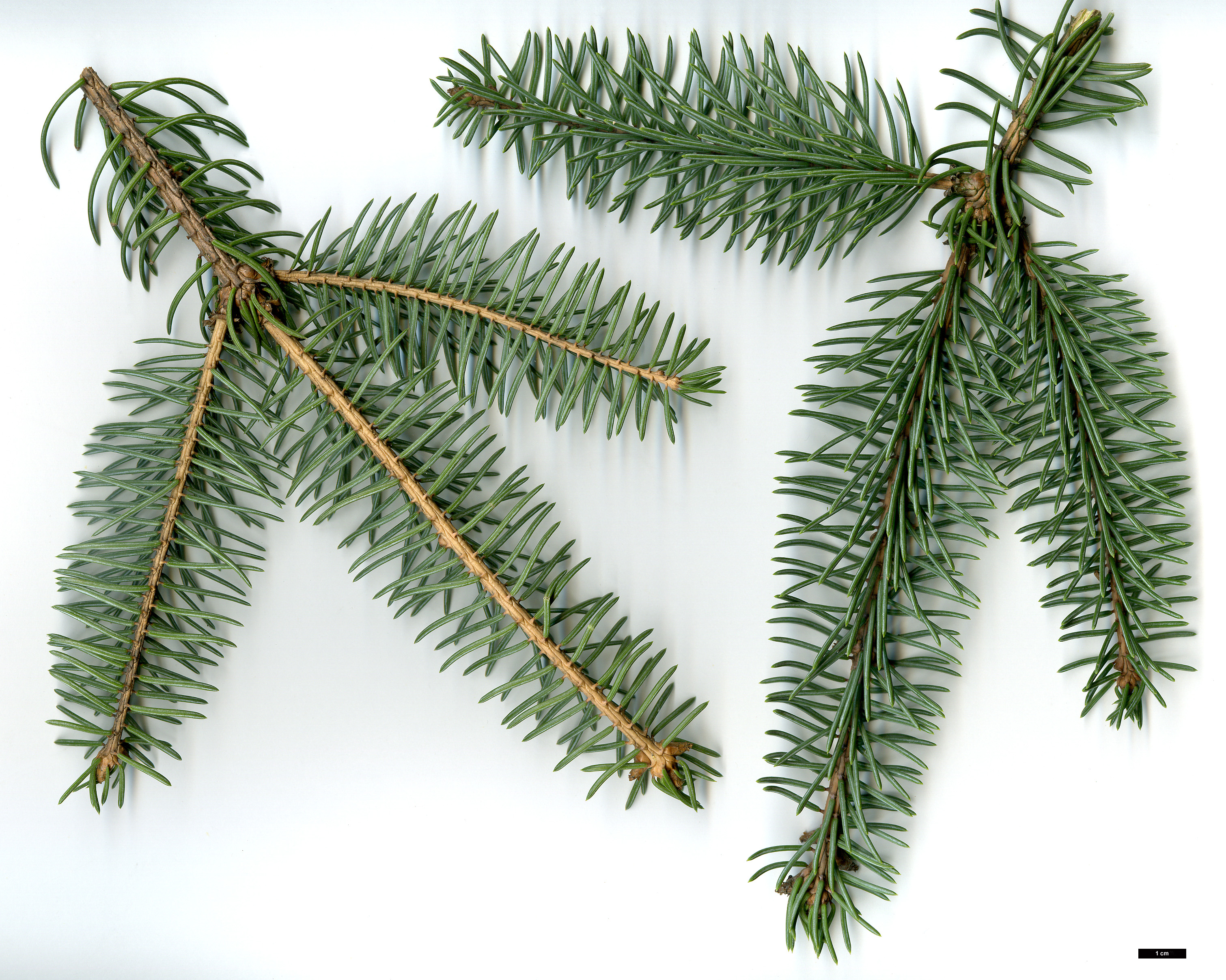High resolution image: Family: Pinaceae - Genus: Picea - Taxon: asperata