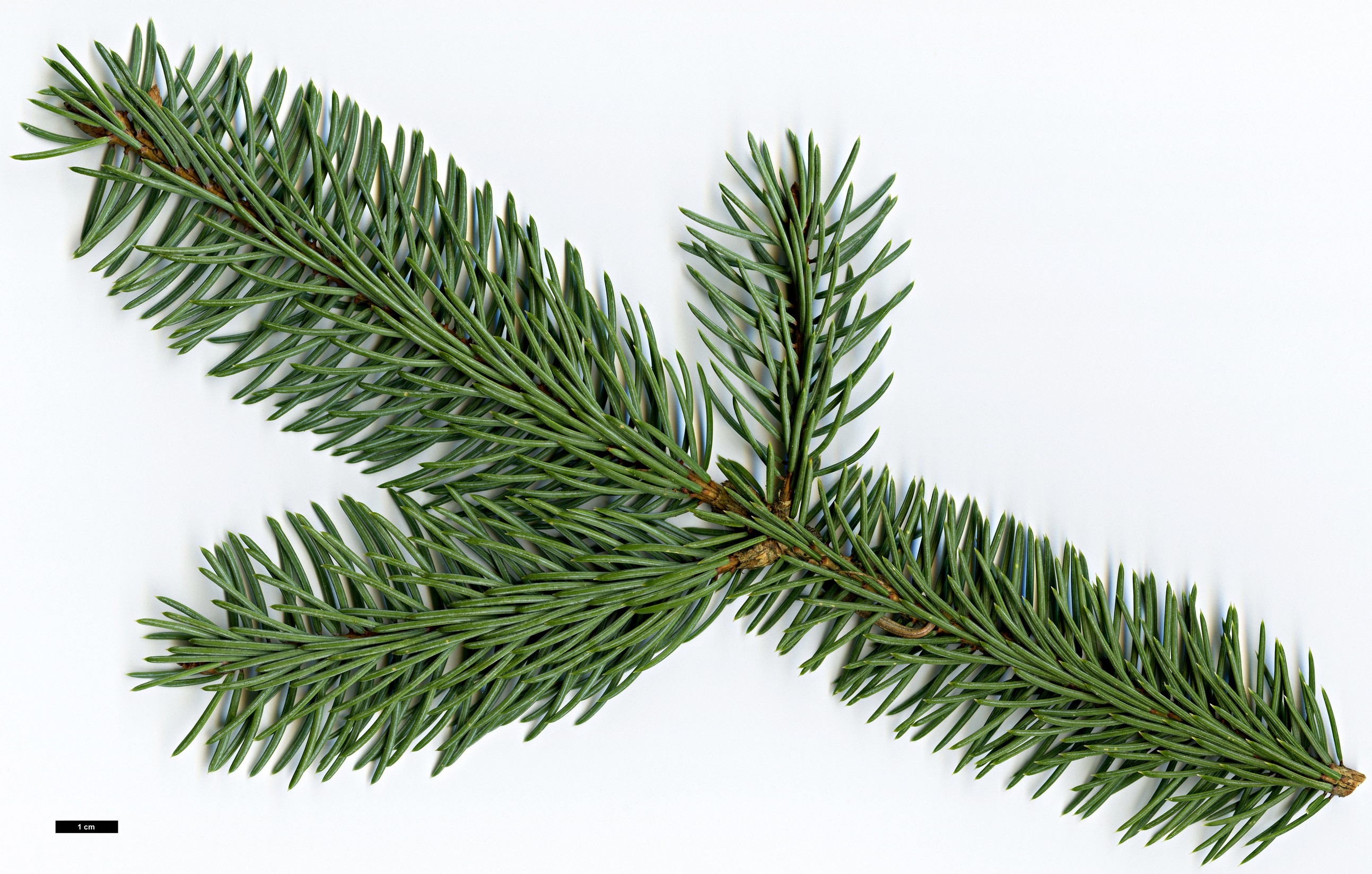 High resolution image: Family: Pinaceae - Genus: Picea - Taxon: aurantiaca