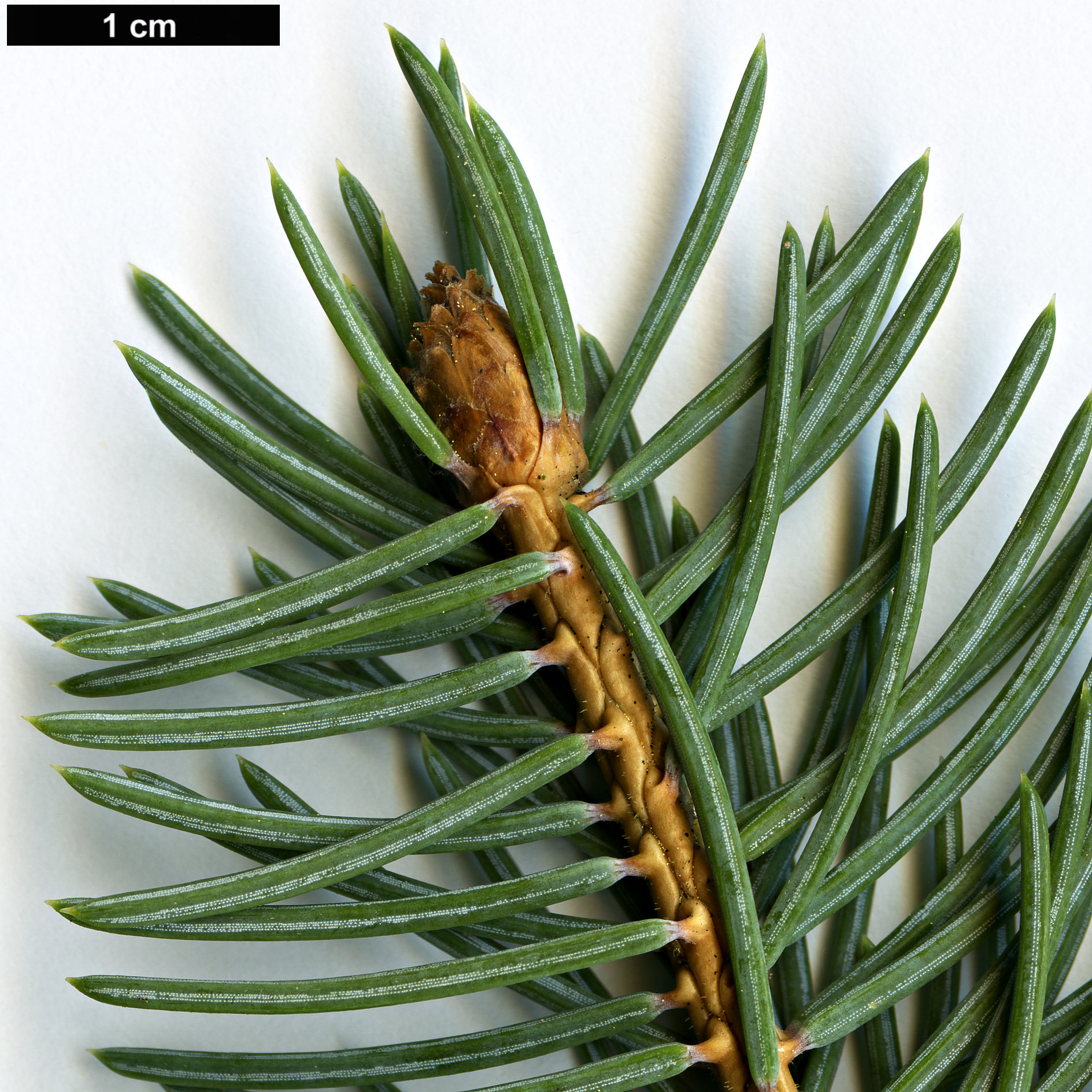High resolution image: Family: Pinaceae - Genus: Picea - Taxon: aurantiaca
