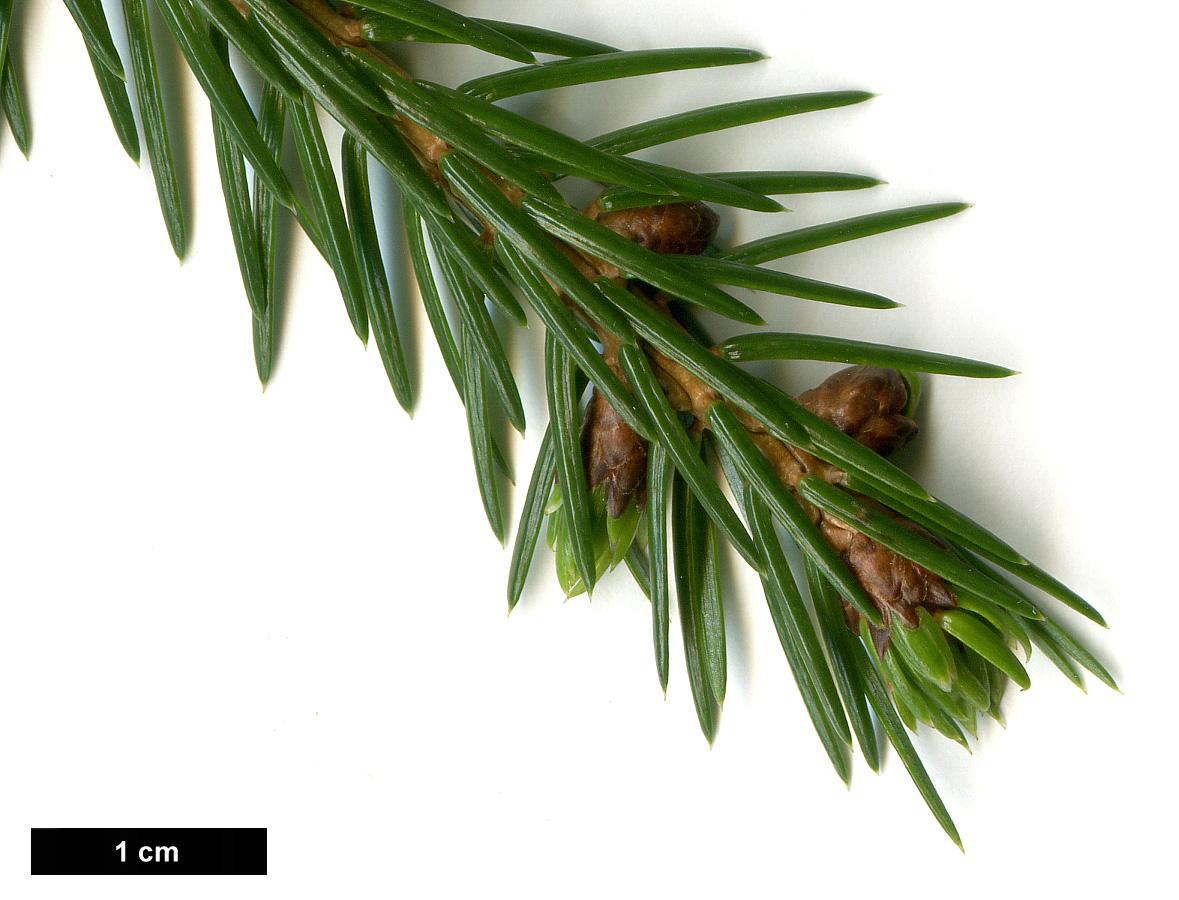 High resolution image: Family: Pinaceae - Genus: Picea - Taxon: brachytyla