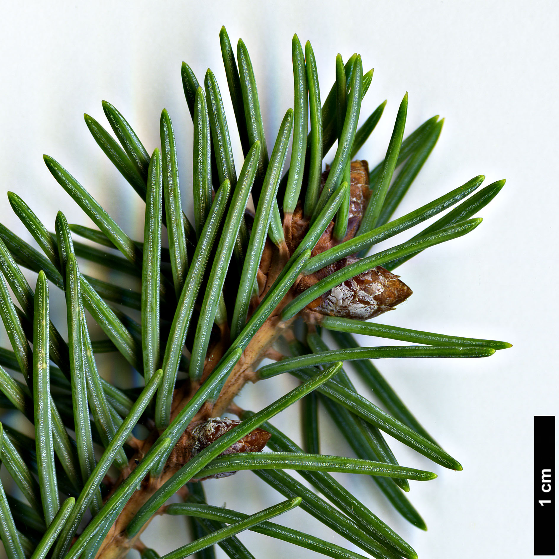 High resolution image: Family: Pinaceae - Genus: Picea - Taxon: crassifolia