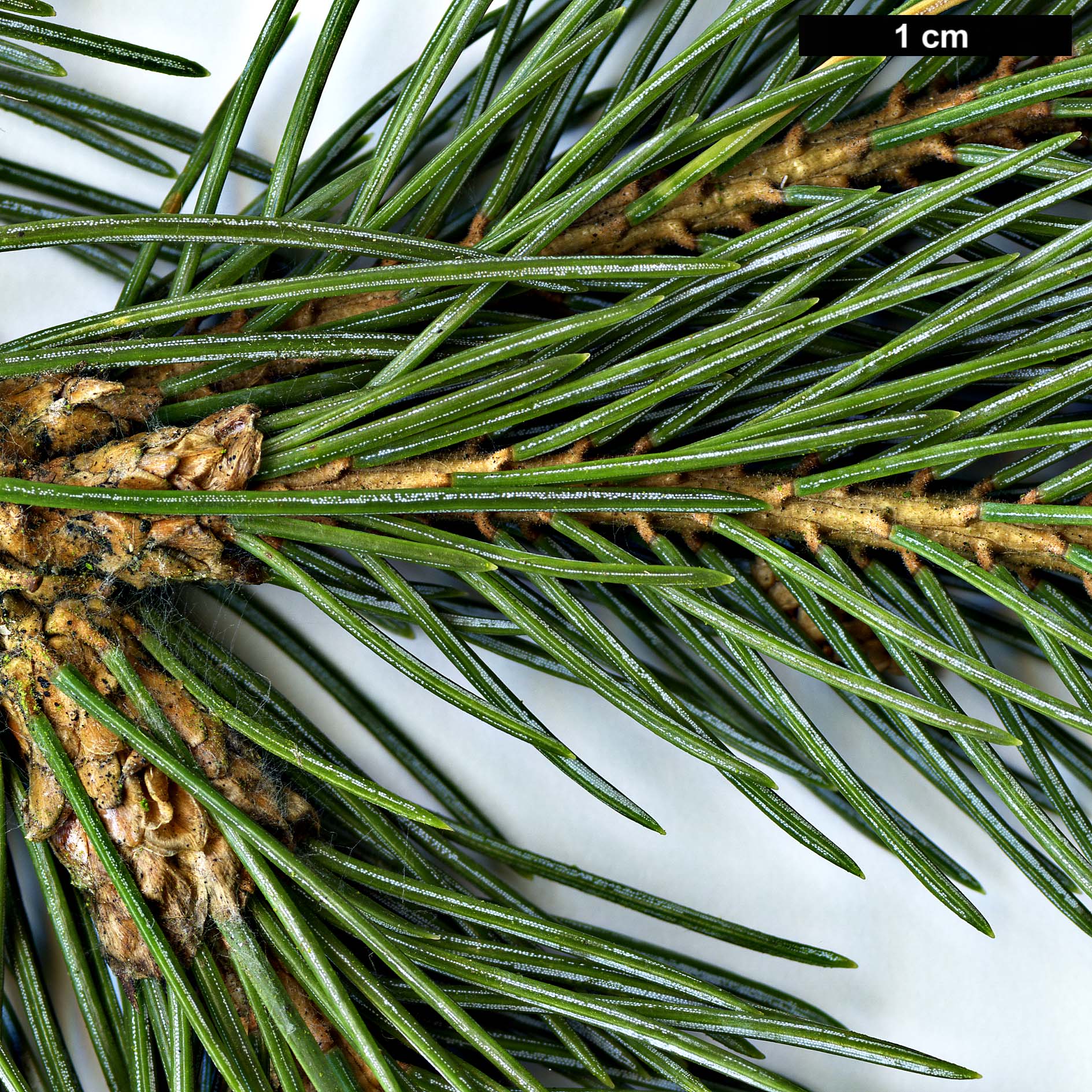 High resolution image: Family: Pinaceae - Genus: Picea - Taxon: engelmannii