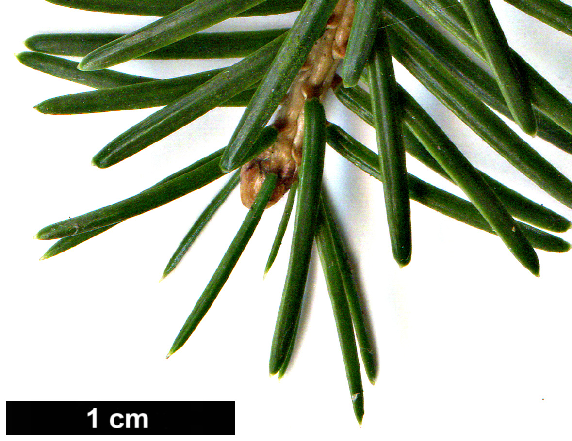 High resolution image: Family: Pinaceae - Genus: Picea - Taxon: jezoensis