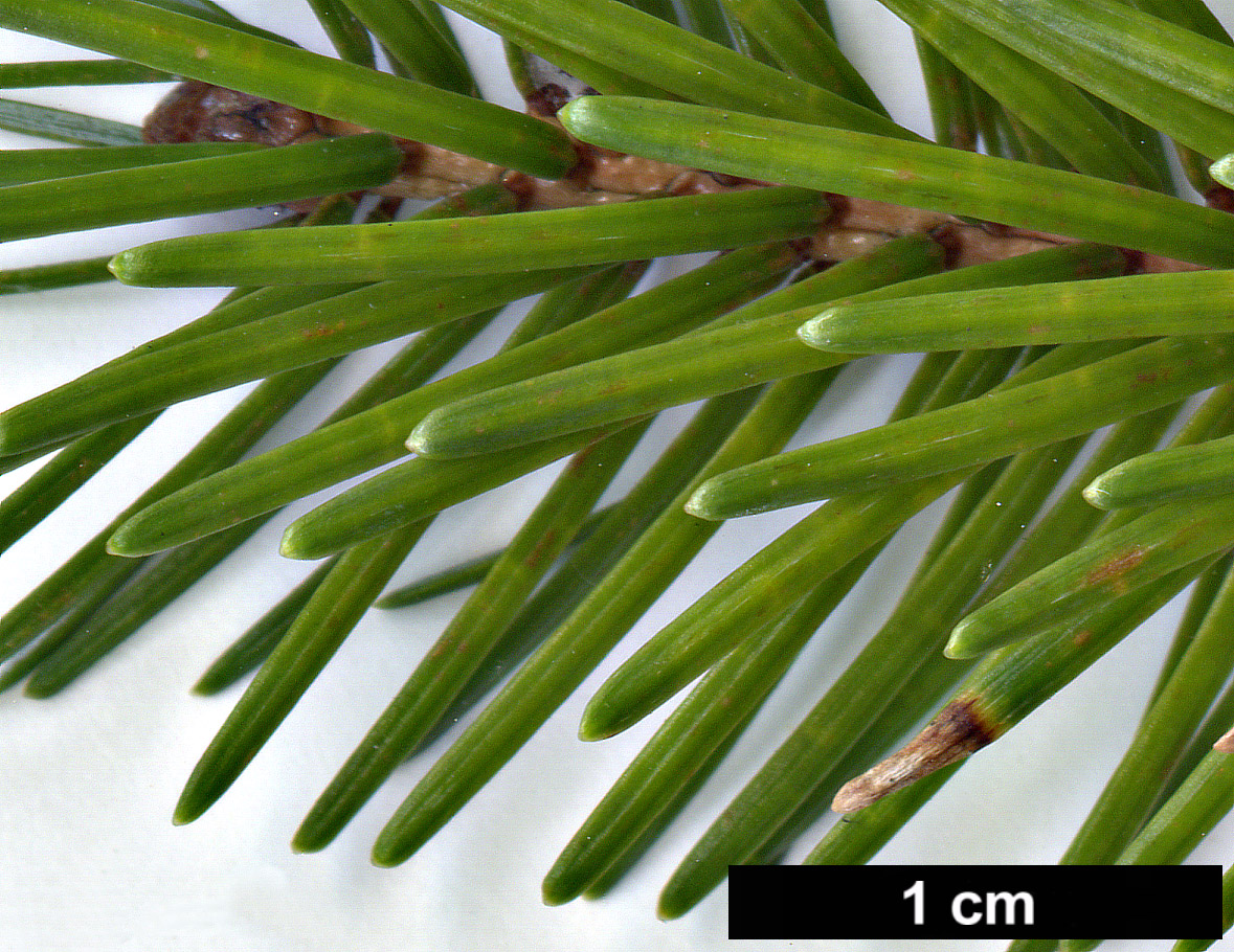 High resolution image: Family: Pinaceae - Genus: Picea - Taxon: jezoensis