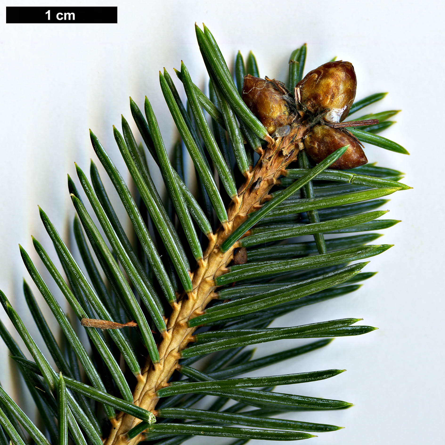 High resolution image: Family: Pinaceae - Genus: Picea - Taxon: koraiensis