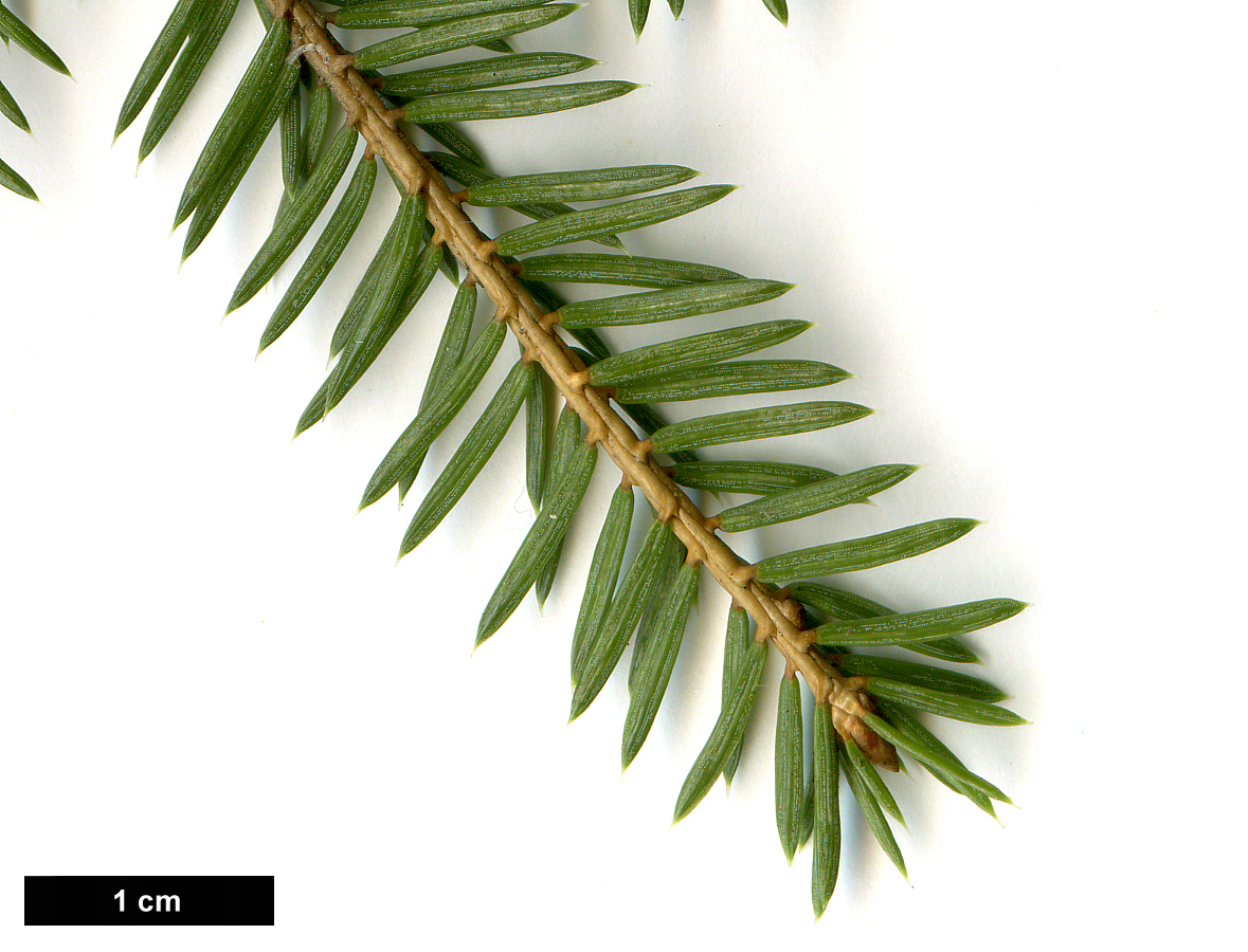 High resolution image: Family: Pinaceae - Genus: Picea - Taxon: koraiensis