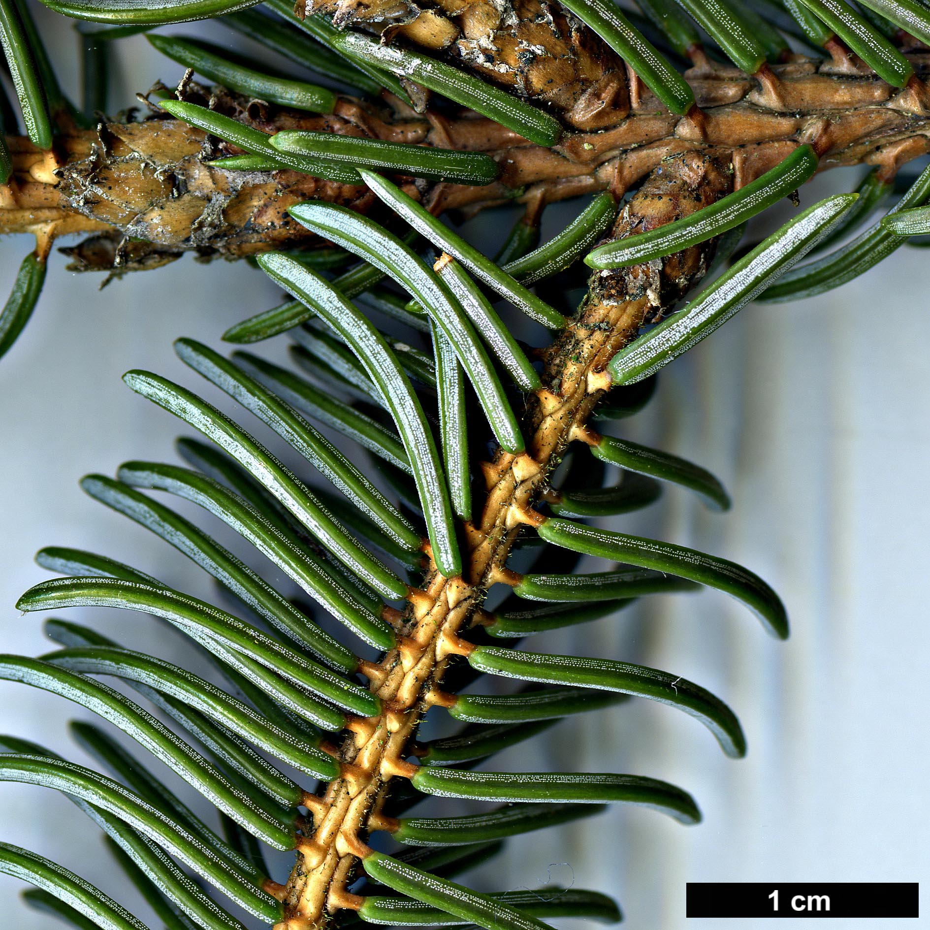 High resolution image: Family: Pinaceae - Genus: Picea - Taxon: koyamae