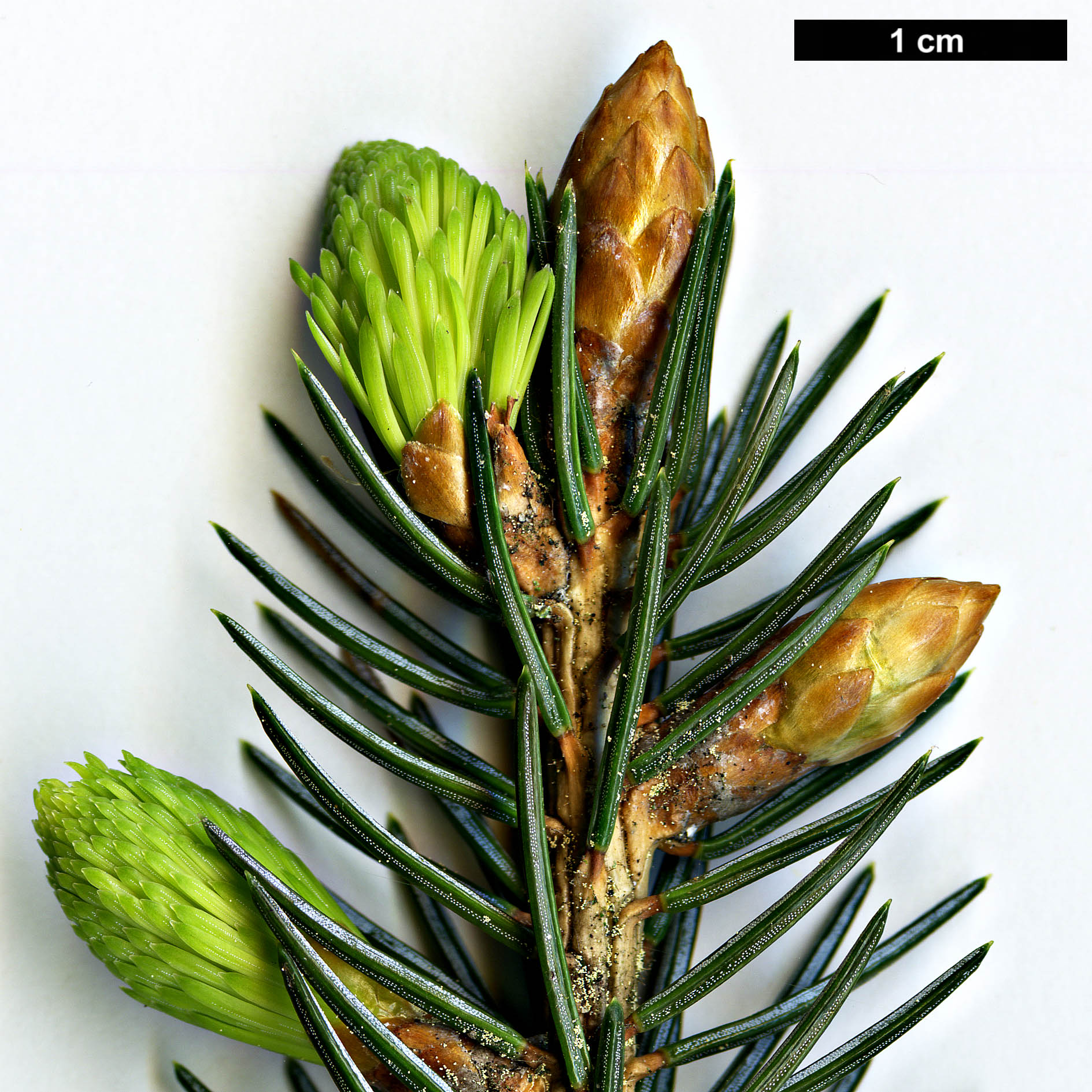 High resolution image: Family: Pinaceae - Genus: Picea - Taxon: likiangensis