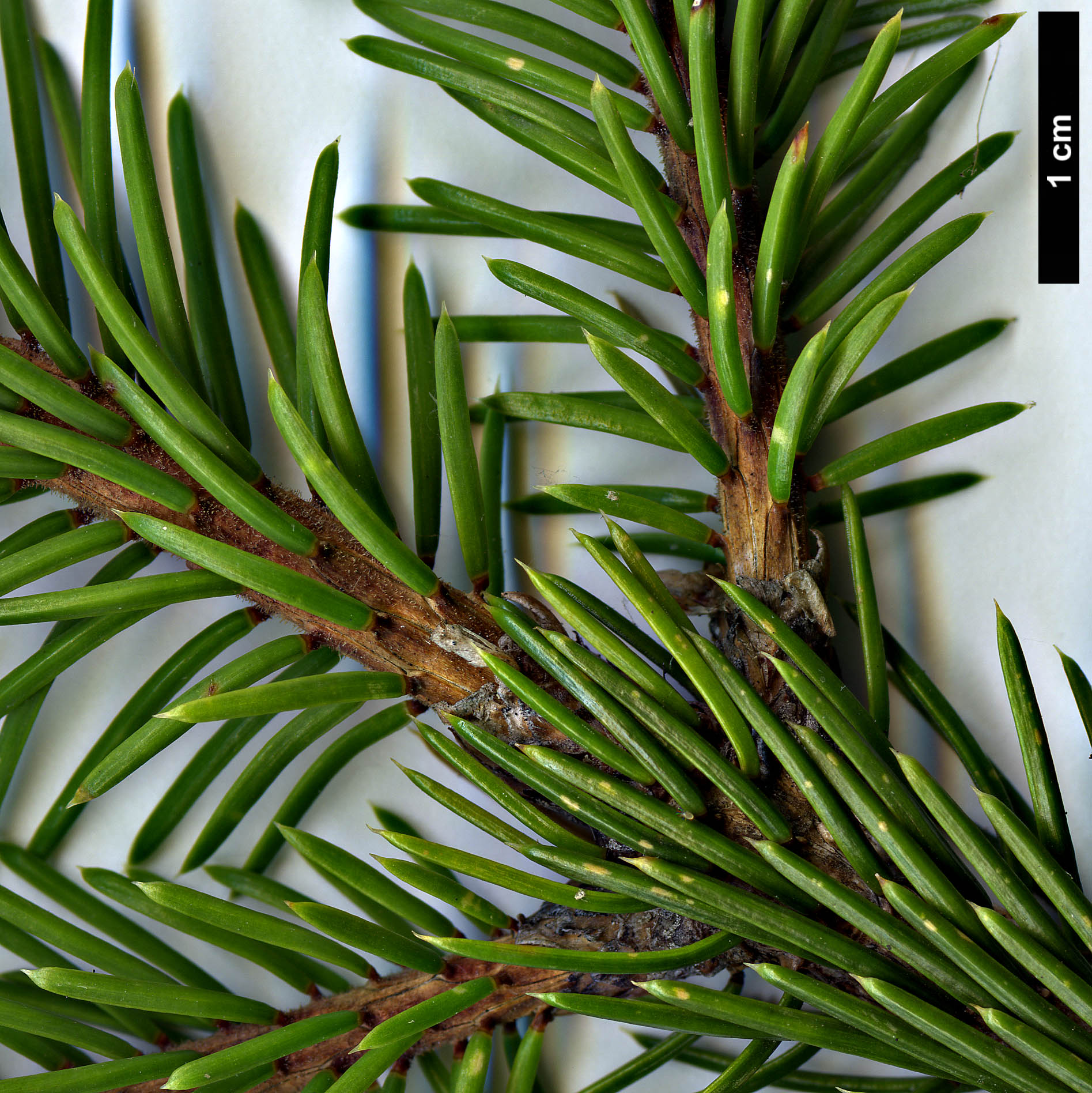 High resolution image: Family: Pinaceae - Genus: Picea - Taxon: linzhiensis