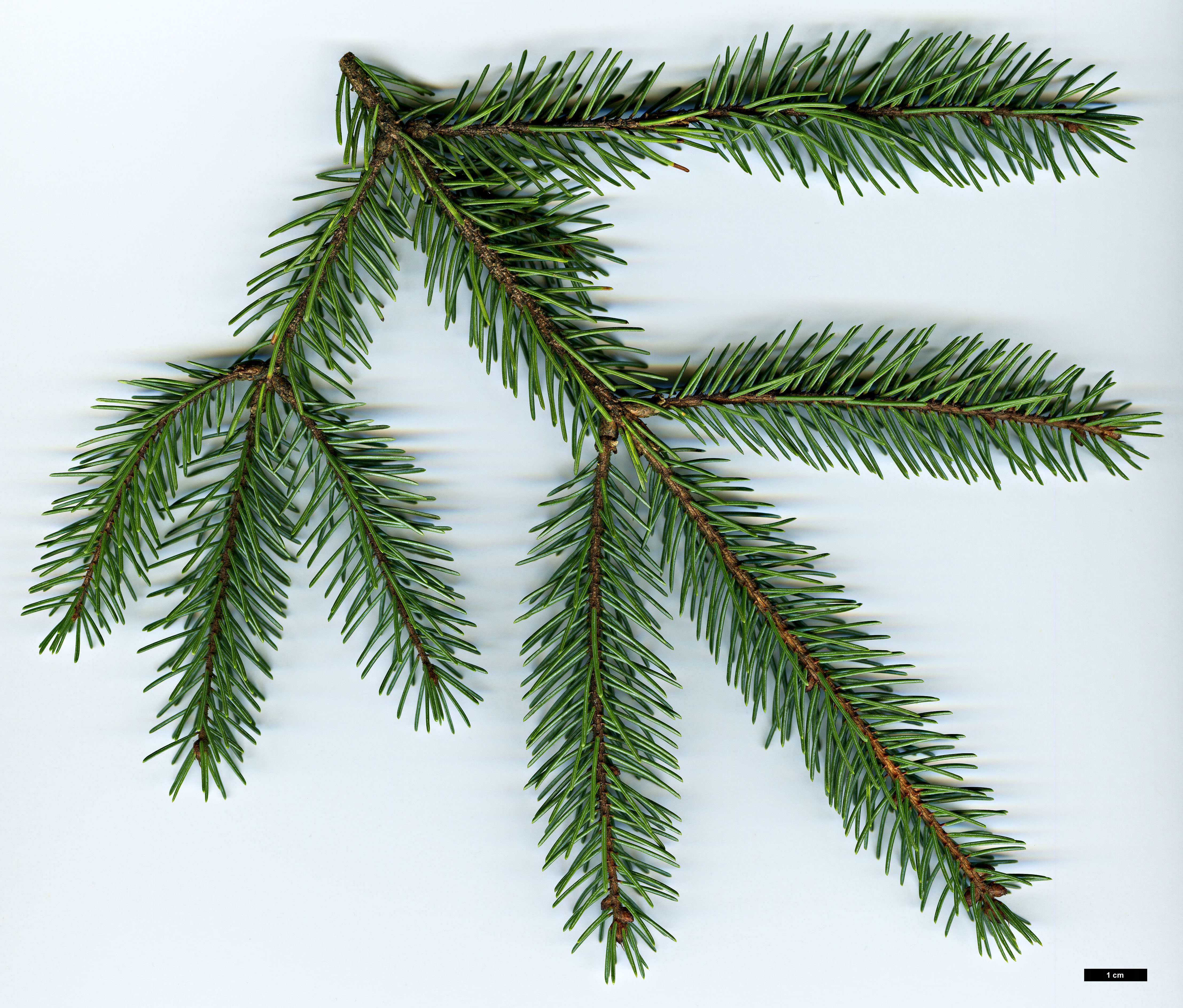 High resolution image: Family: Pinaceae - Genus: Picea - Taxon: mariana