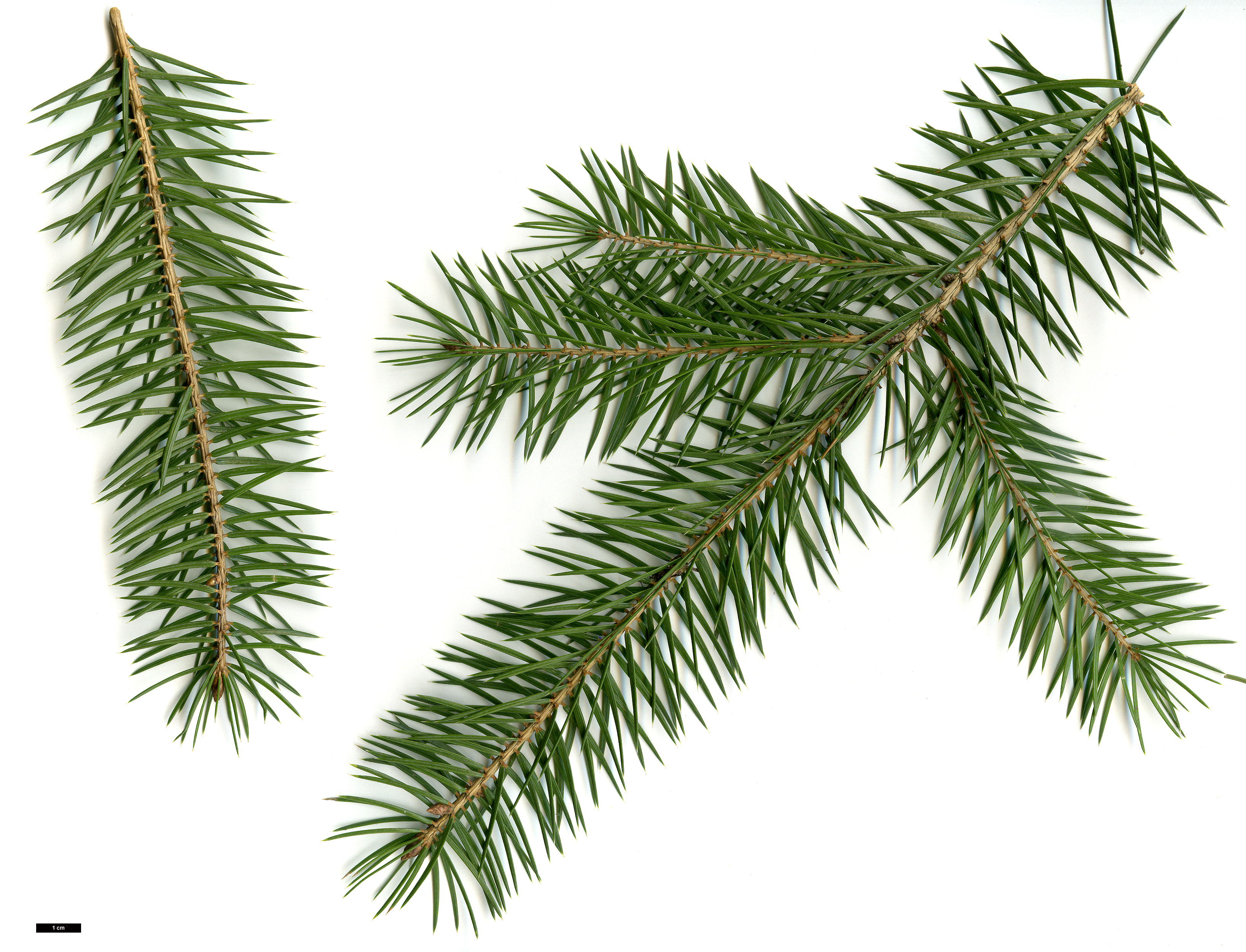 High resolution image: Family: Pinaceae - Genus: Picea - Taxon: martinezii