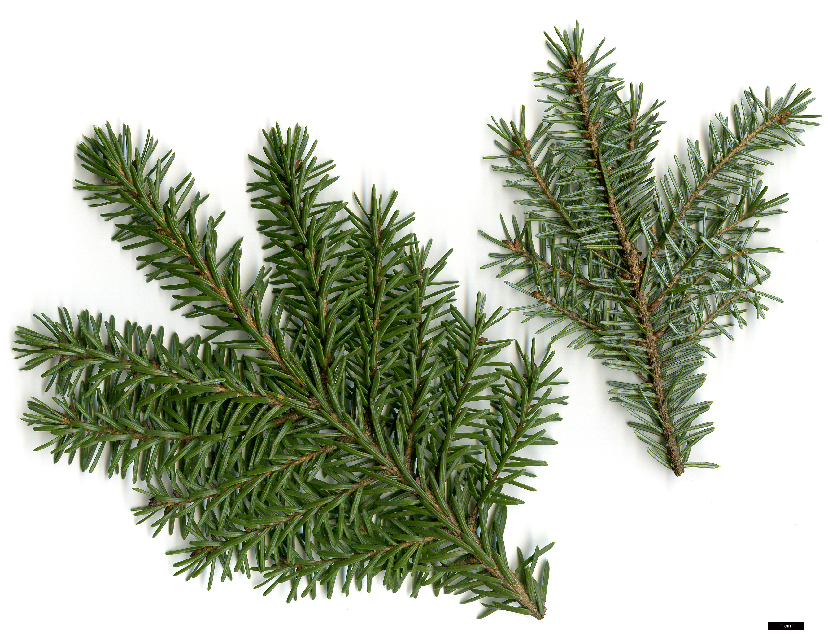 High resolution image: Family: Pinaceae - Genus: Picea - Taxon: omorika - SpeciesSub: 'Nana'