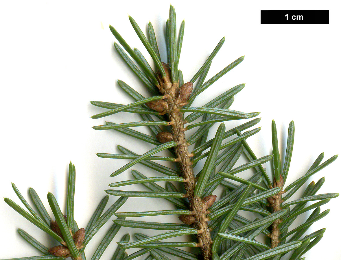High resolution image: Family: Pinaceae - Genus: Picea - Taxon: omorika - SpeciesSub: 'Nana'