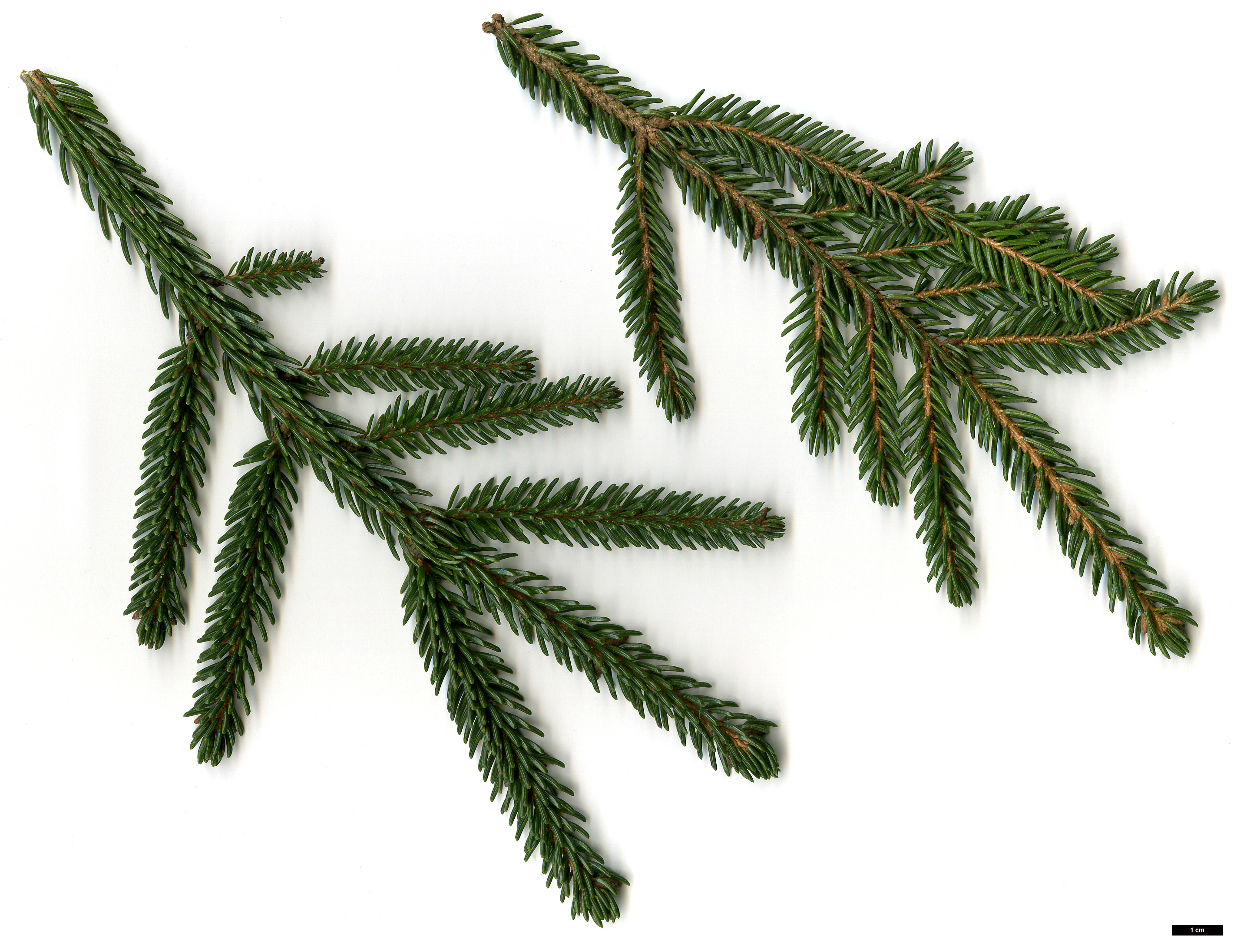 High resolution image: Family: Pinaceae - Genus: Picea - Taxon: orientalis - SpeciesSub: 'Atrovirens'