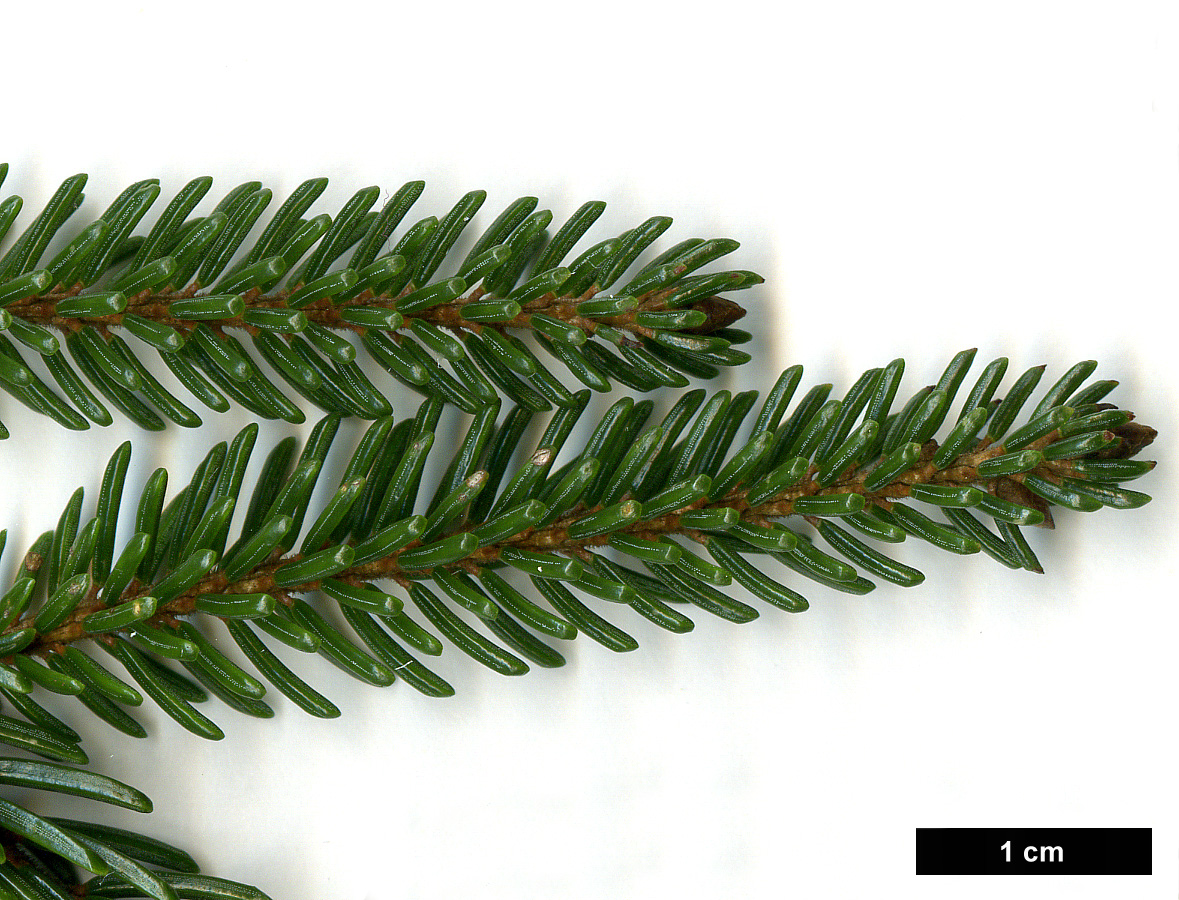 High resolution image: Family: Pinaceae - Genus: Picea - Taxon: orientalis - SpeciesSub: 'Atrovirens'