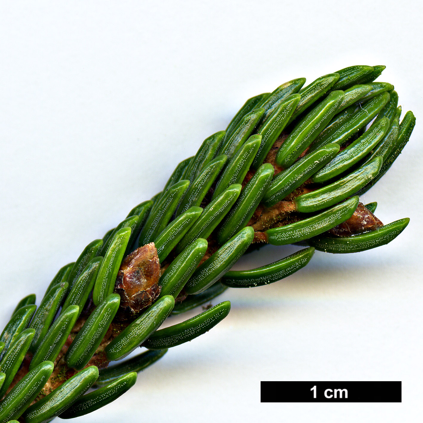 High resolution image: Family: Pinaceae - Genus: Picea - Taxon: orientalis