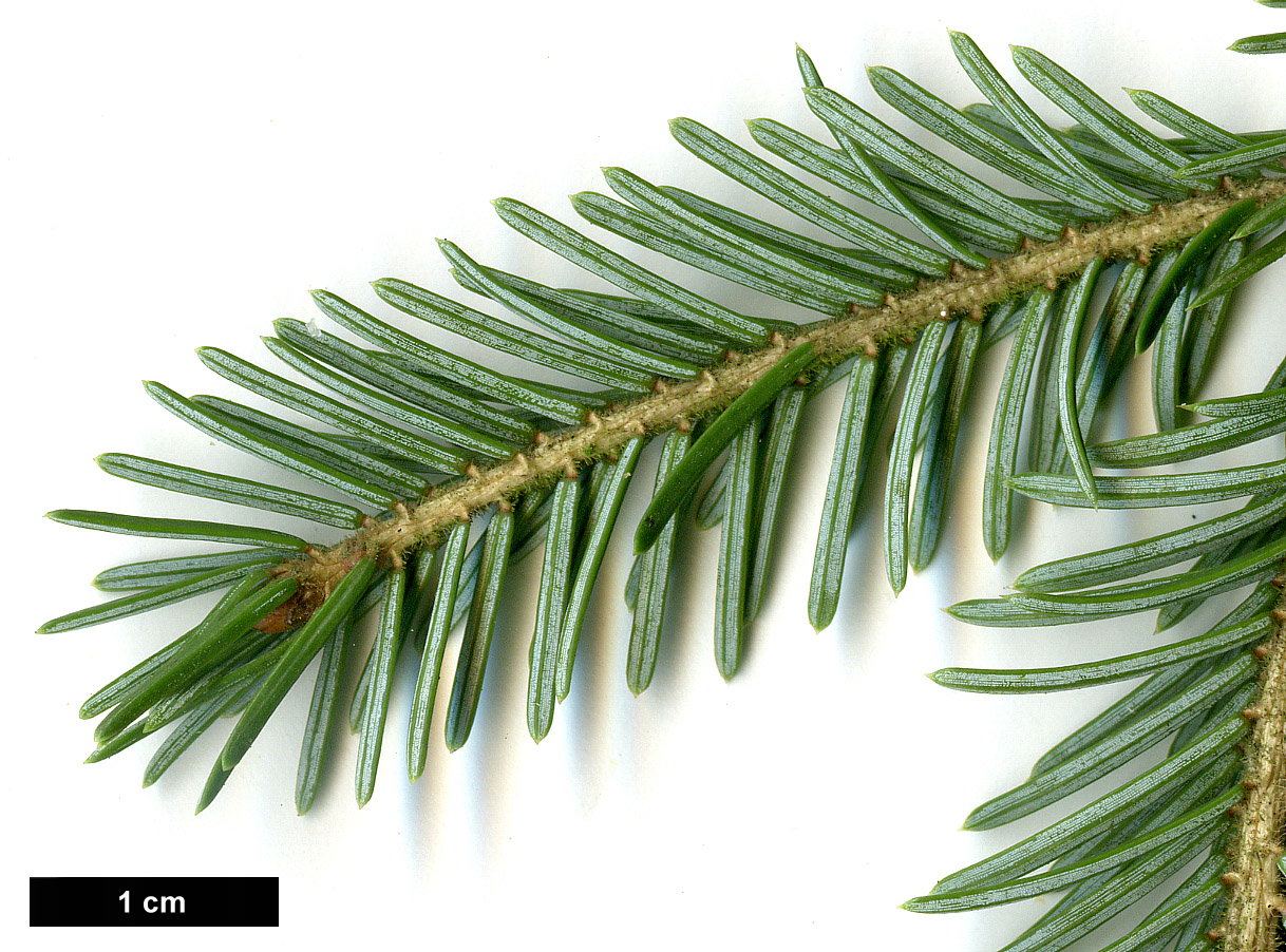 High resolution image: Family: Pinaceae - Genus: Picea - Taxon: purpurea